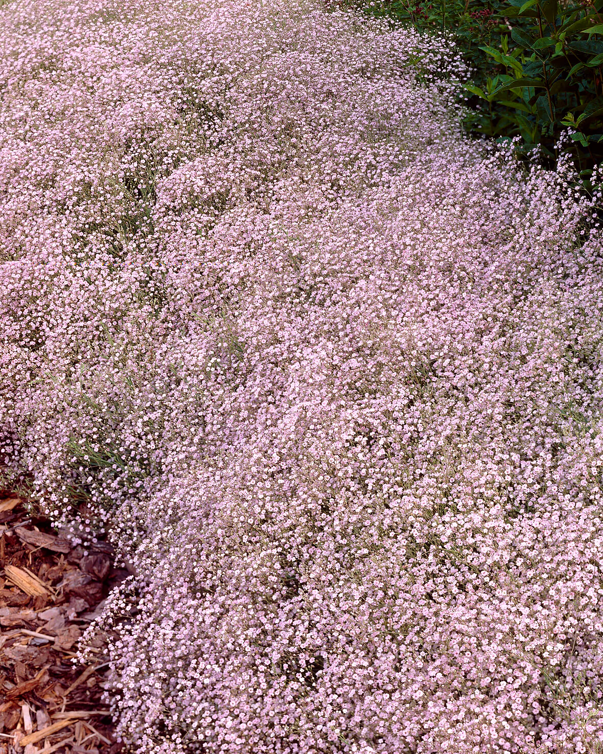 Gypsophila pacifica - Image 4