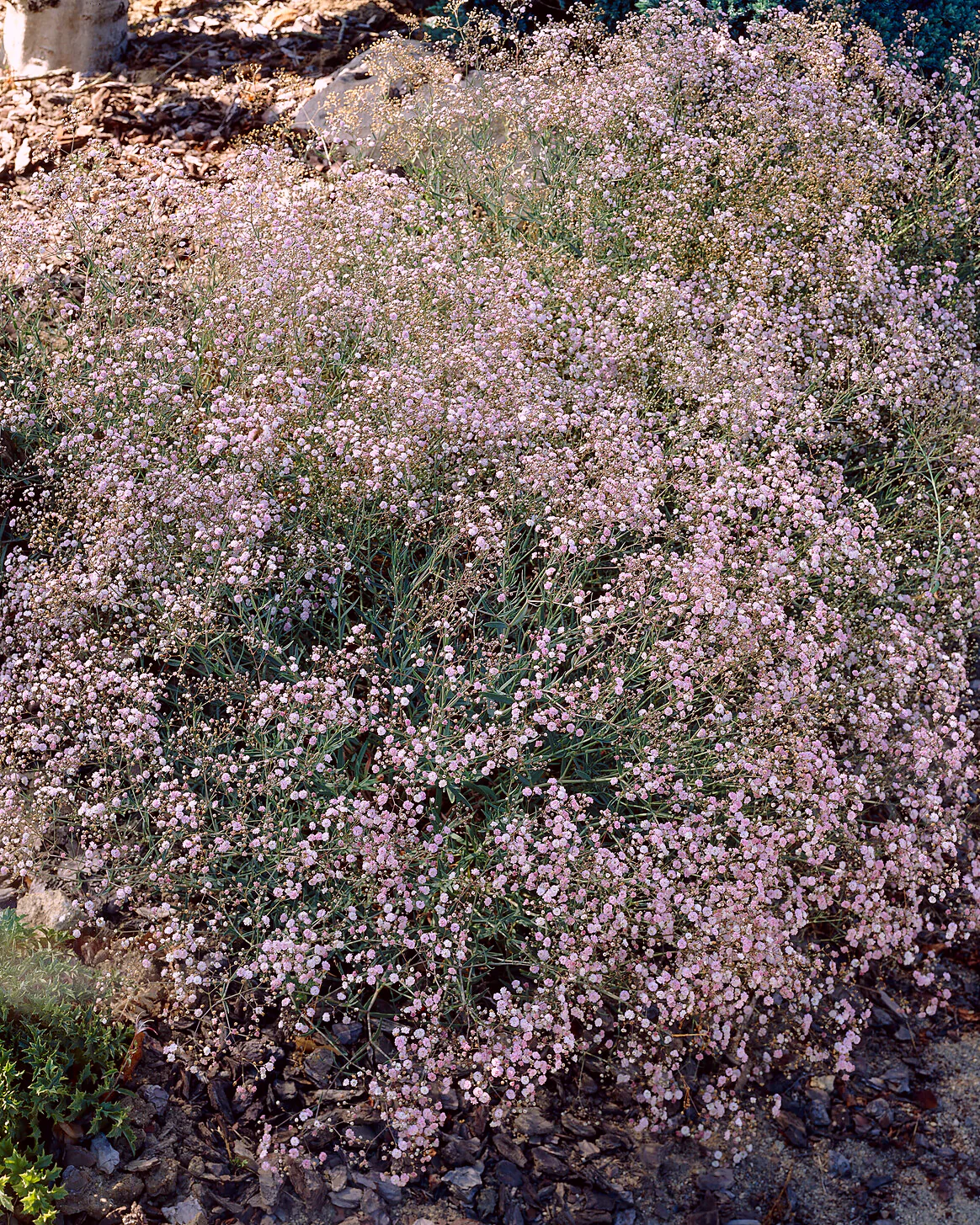 Gypsophila pacifica - Image 6
