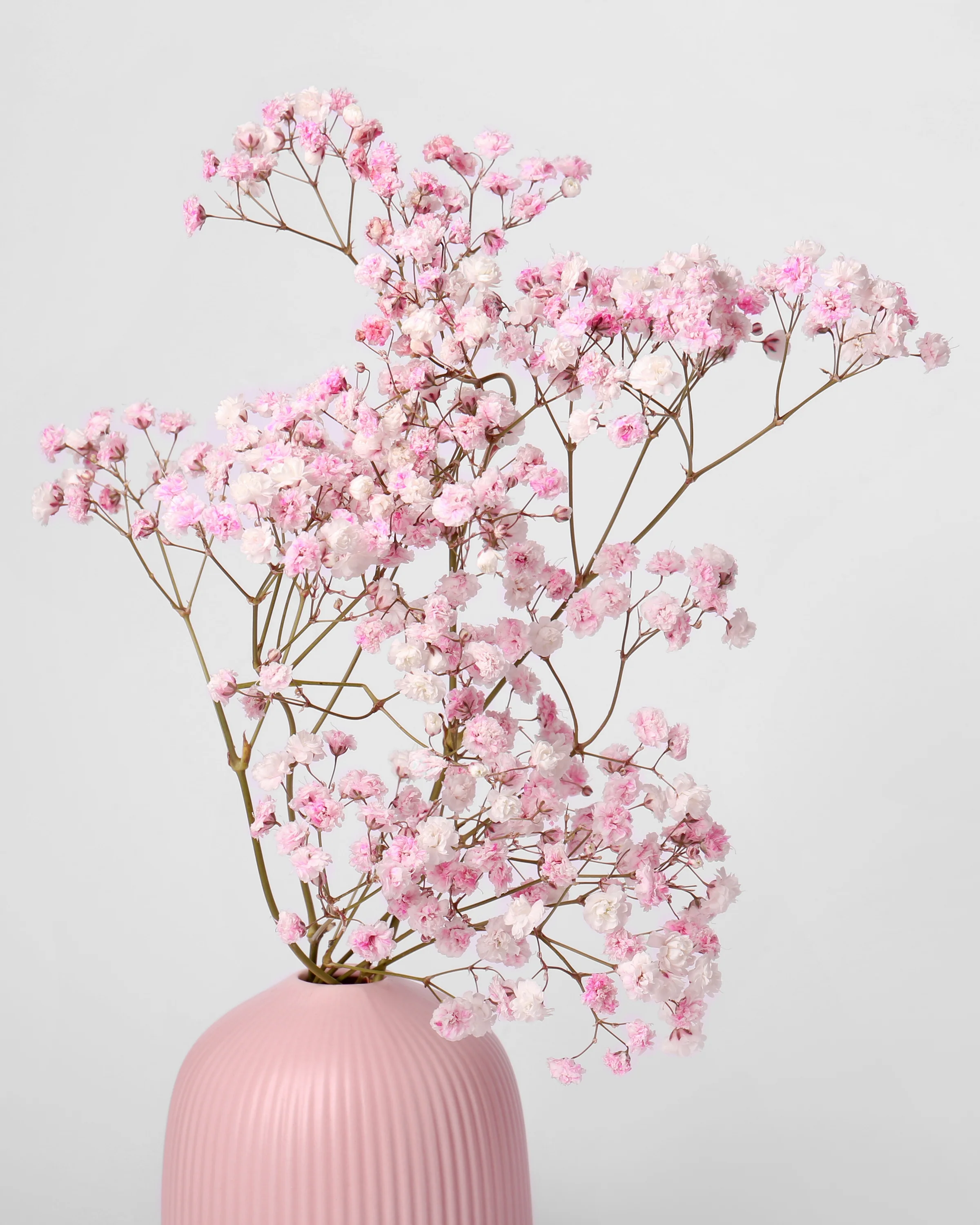 Gypsophila pacifica - Image 7