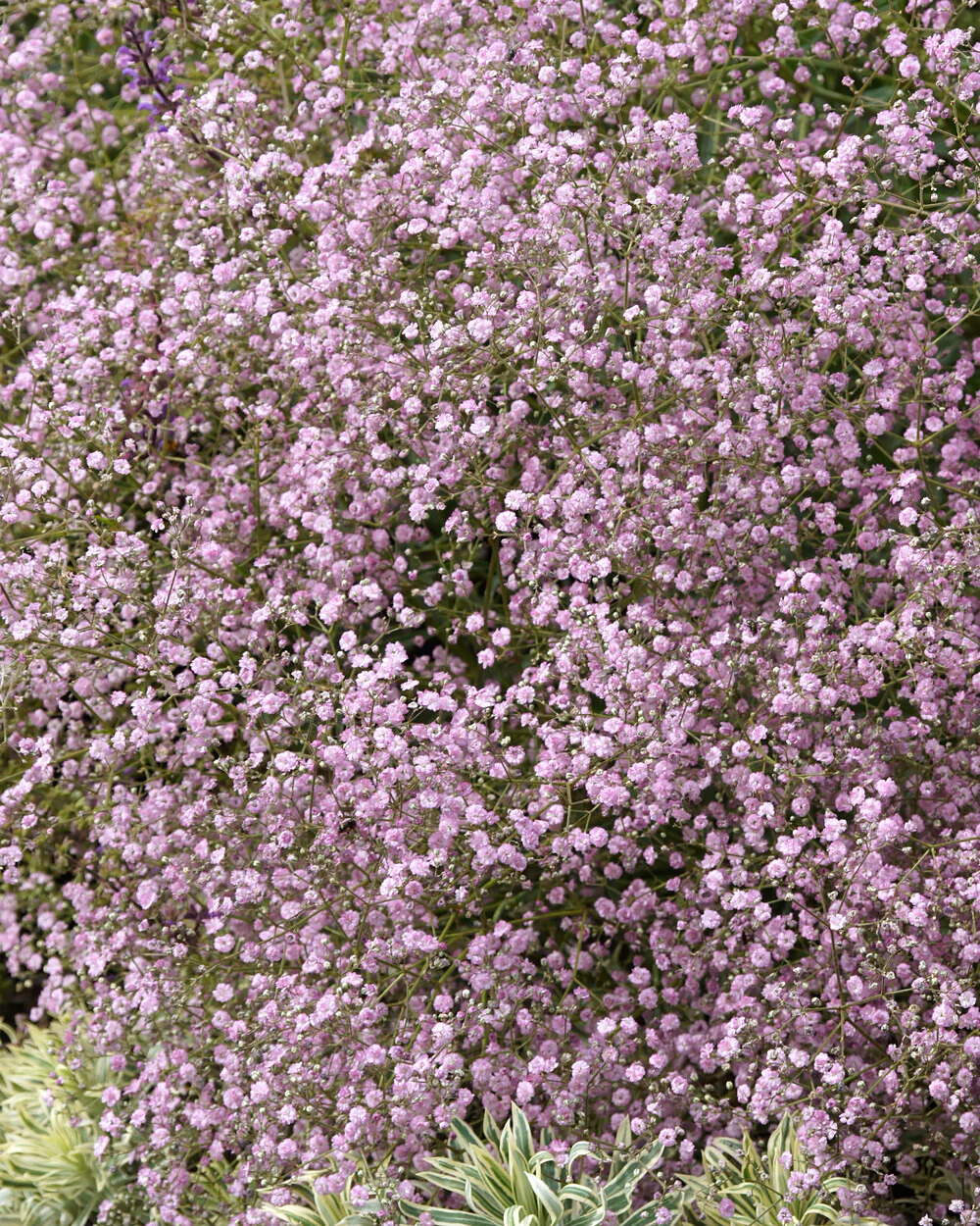 Gypsophila pacifica - Image 9