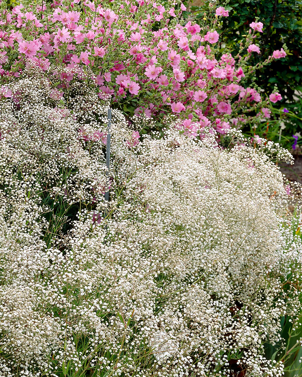 Gypsophila paniculata