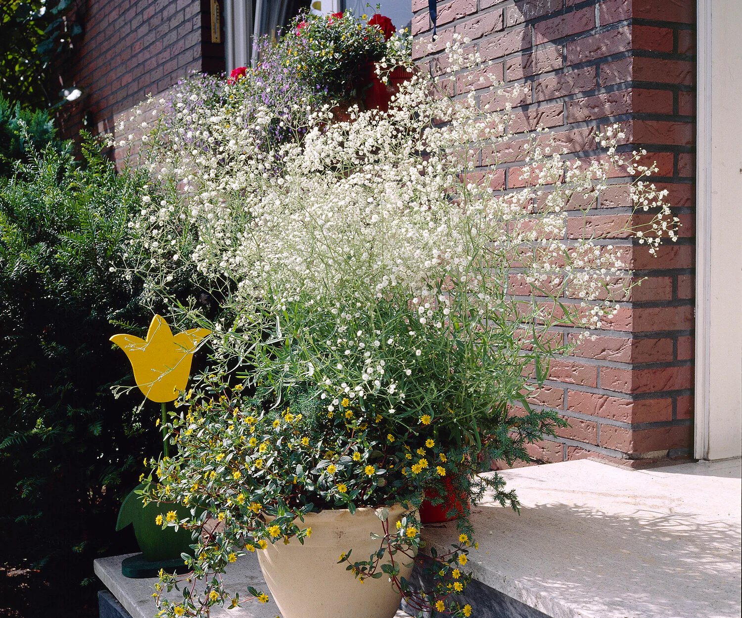 Gypsophila paniculata - Image 3