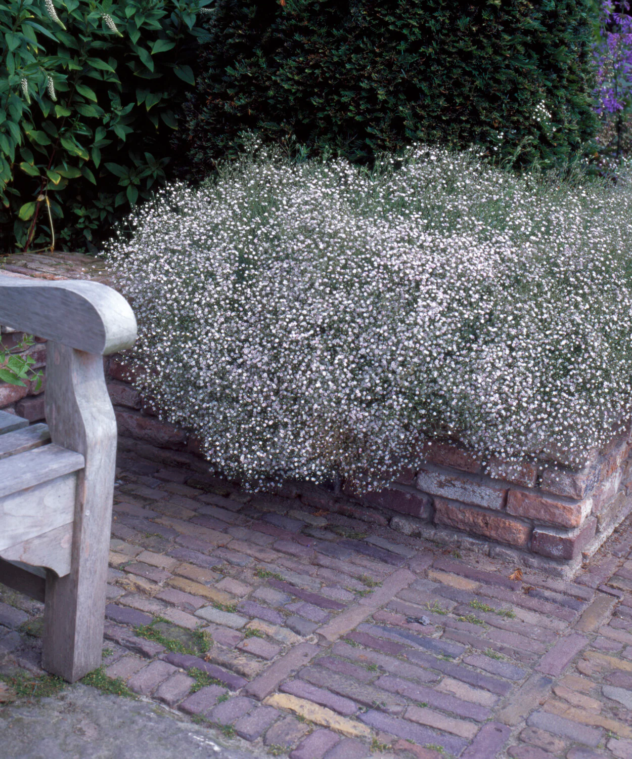 Gypsophila paniculata - Image 5
