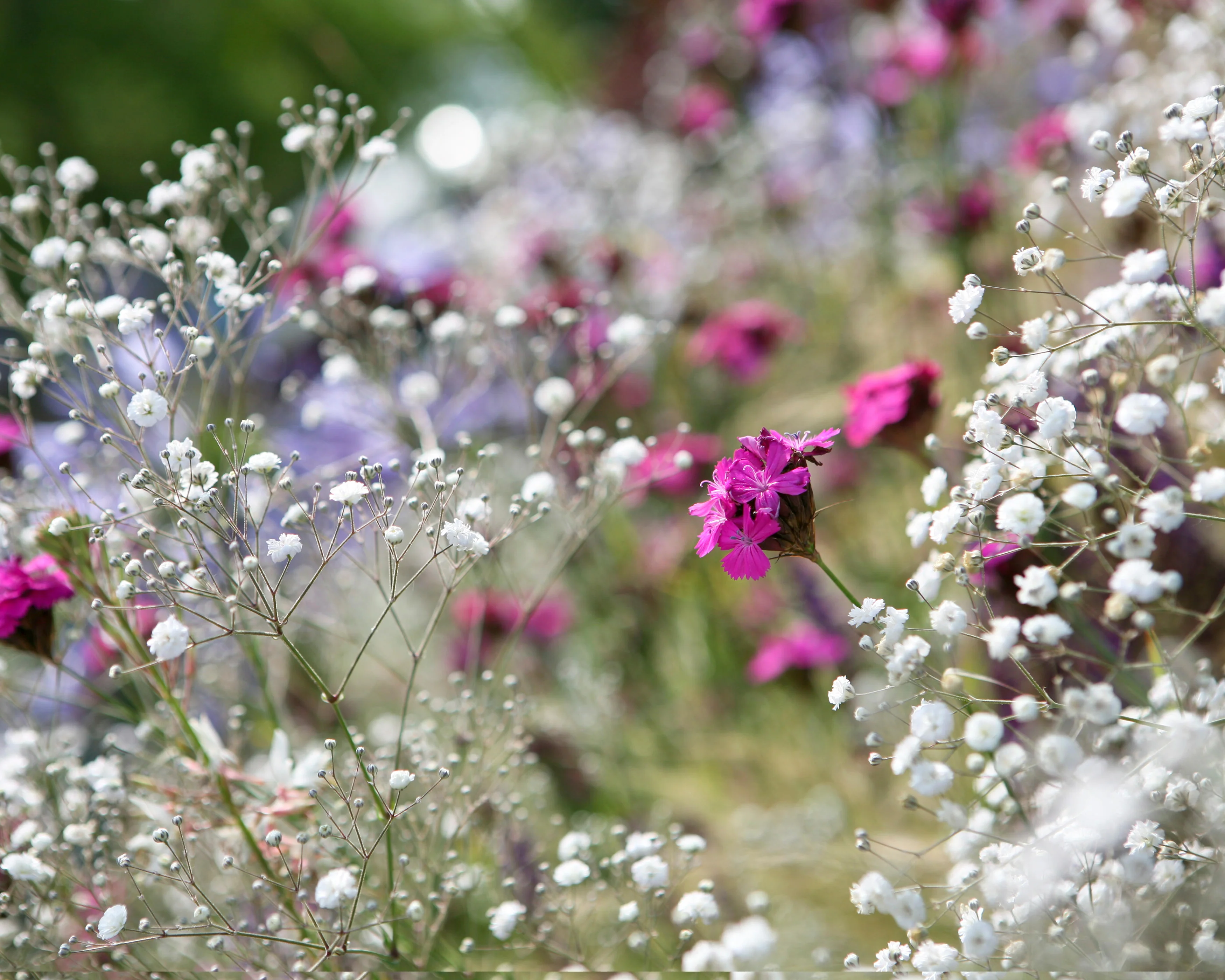 Gypsophila paniculata - Image 7