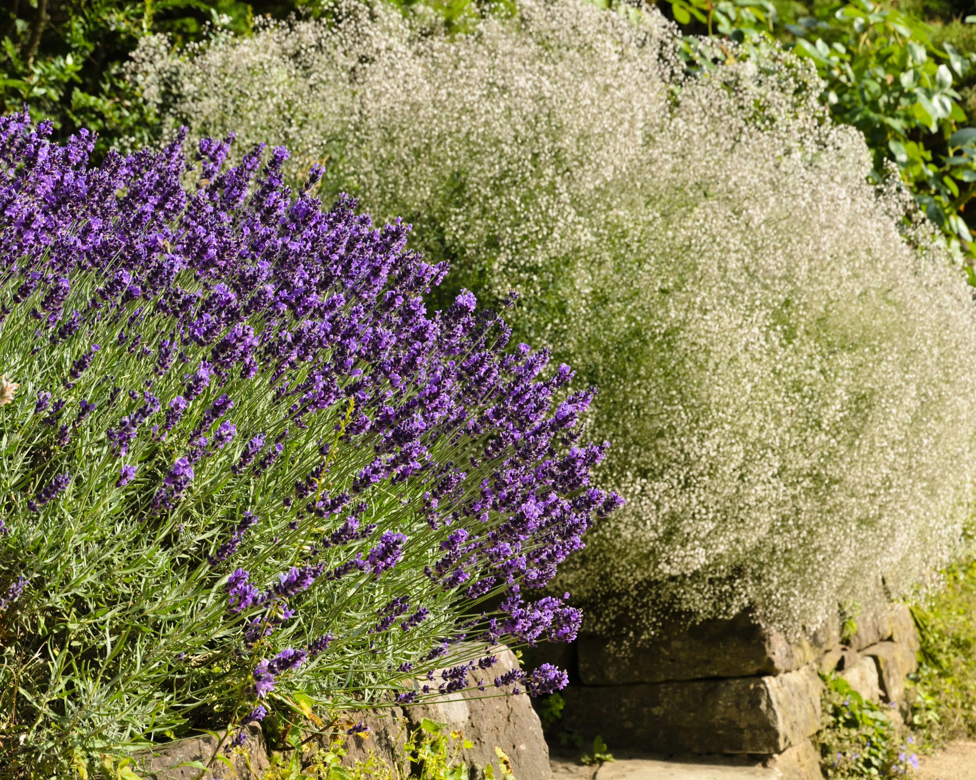 Gypsophila paniculata - Image 8