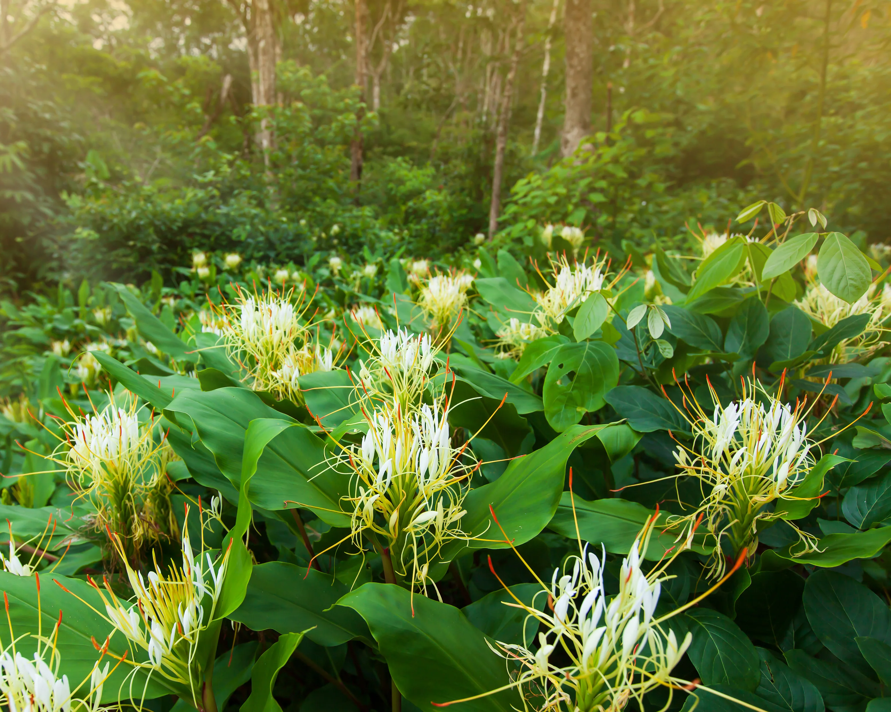 Hedychium ellipticum - Image 3