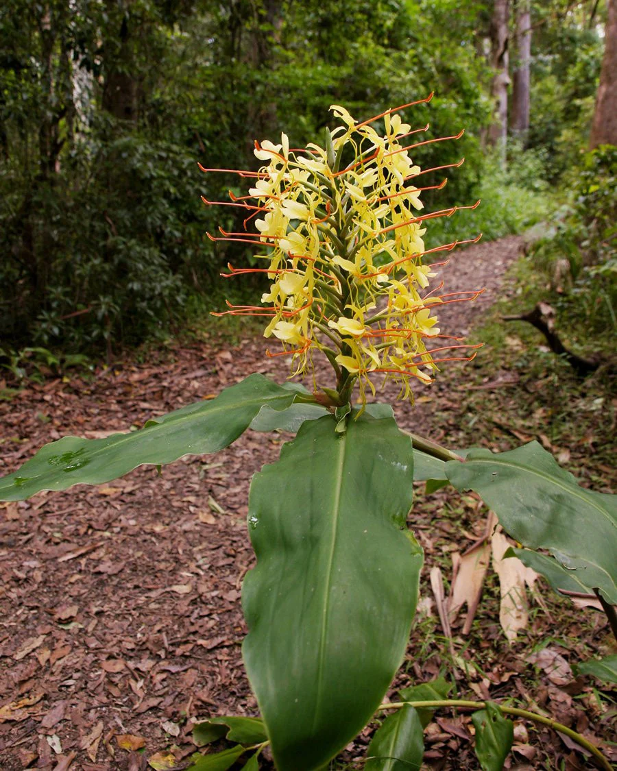 Hedychium gardnerianum - Image 5
