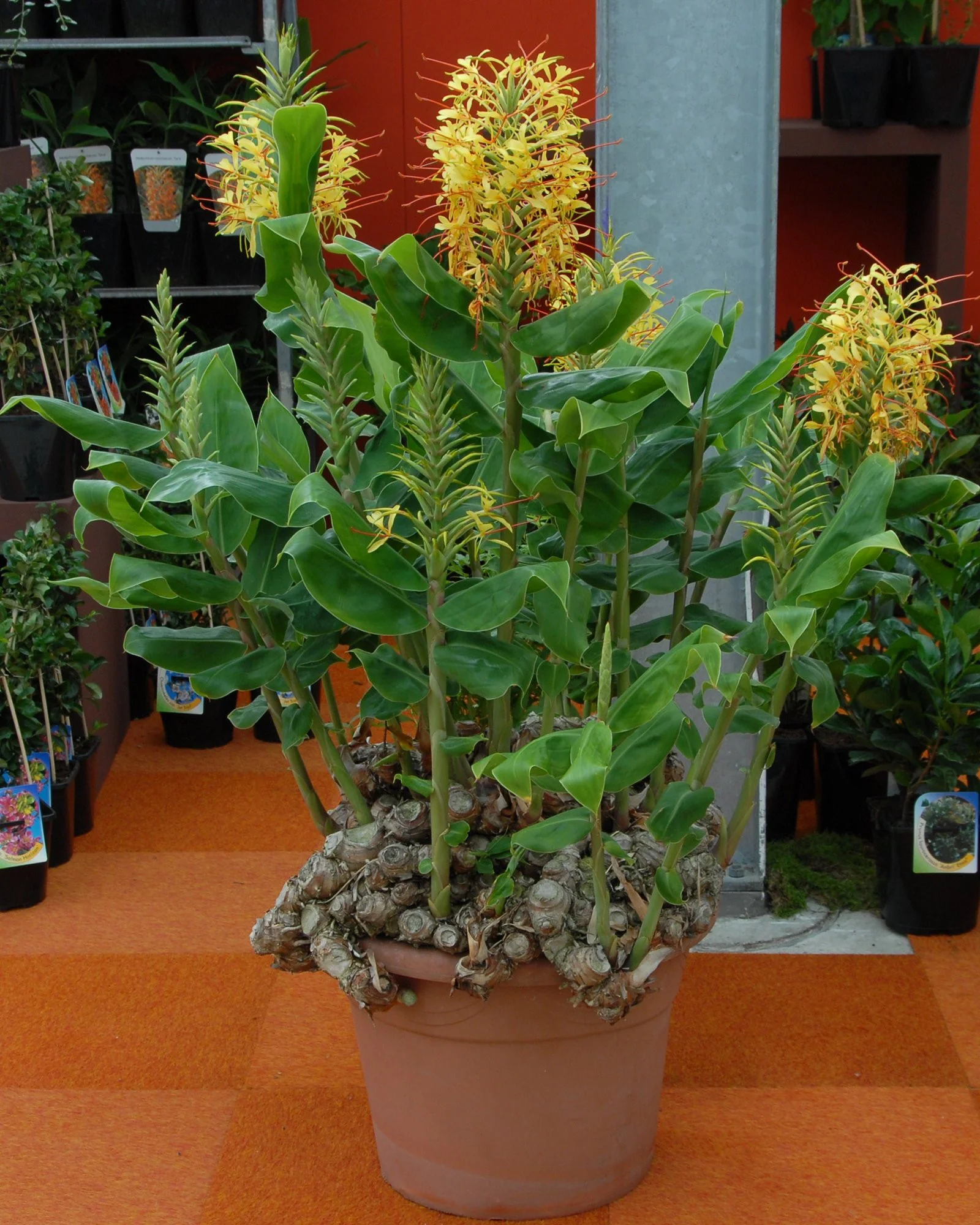 Hedychium gardnerianum - Image 6