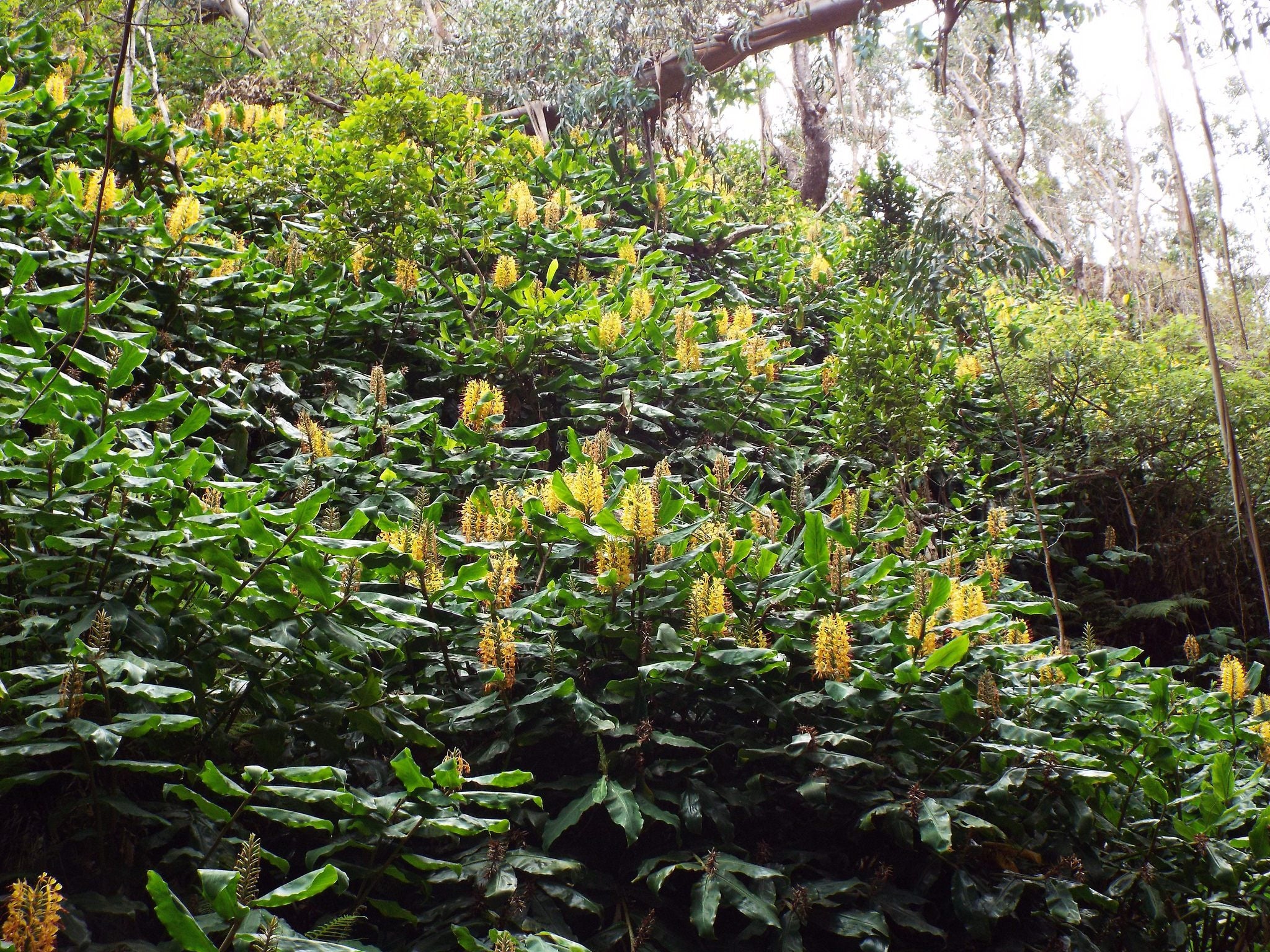 Hedychium gardnerianum - Image 9