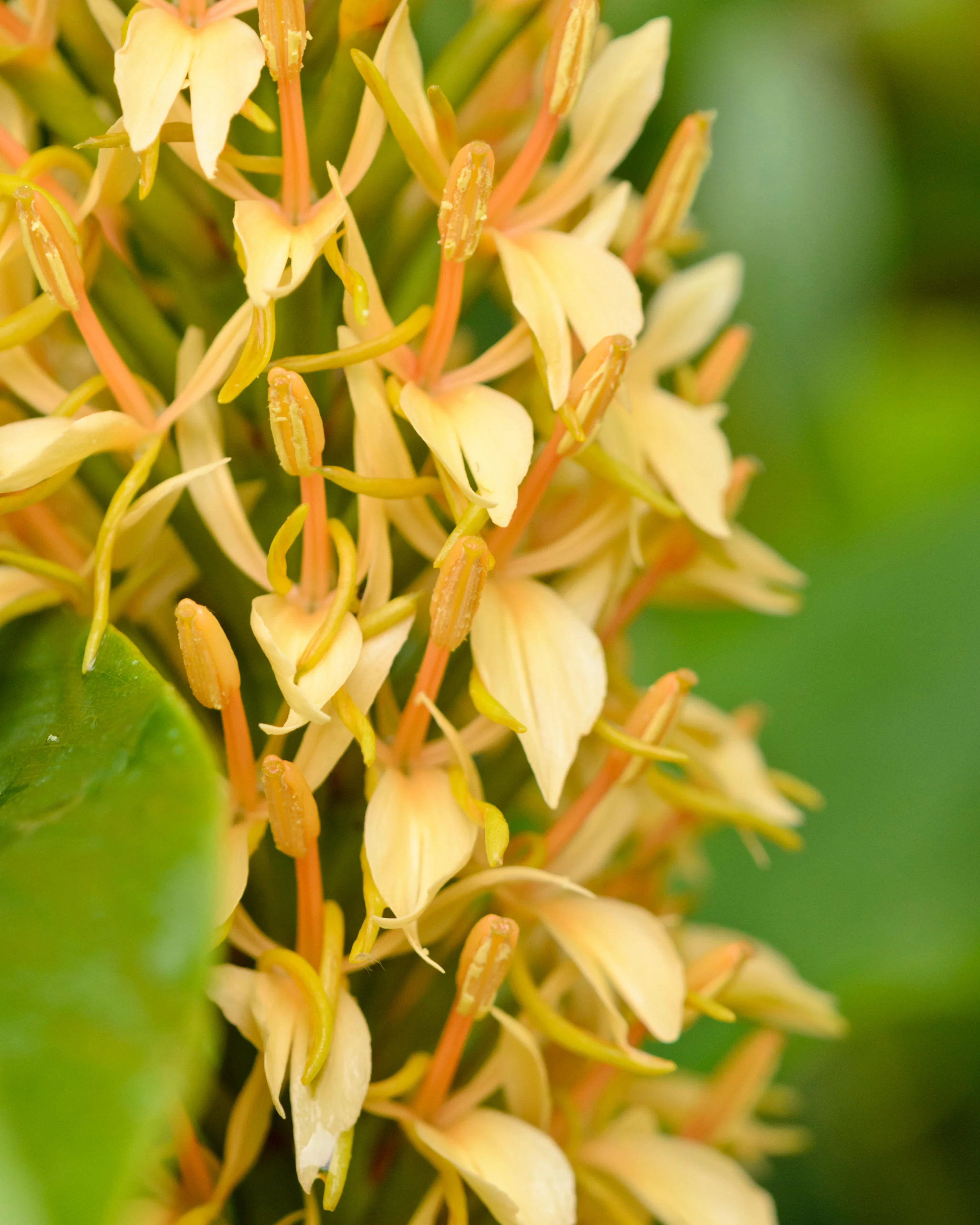 Hedychium 'Kalimpong' - Image 2