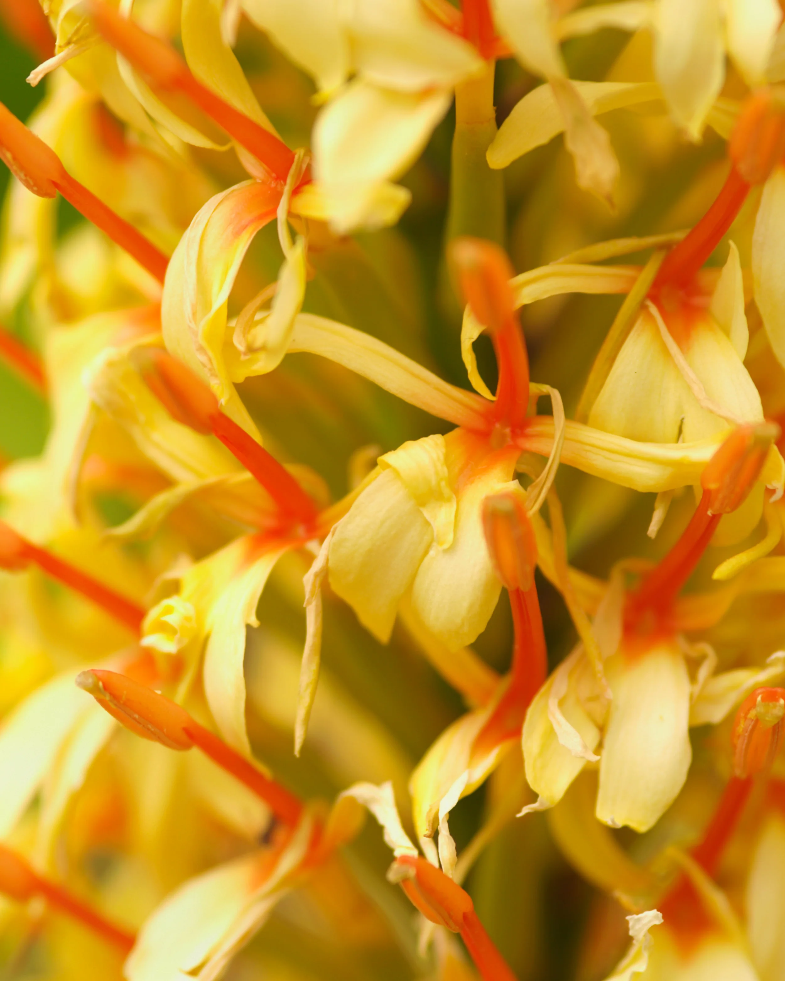 Hedychium 'Kalimpong' - Image 3