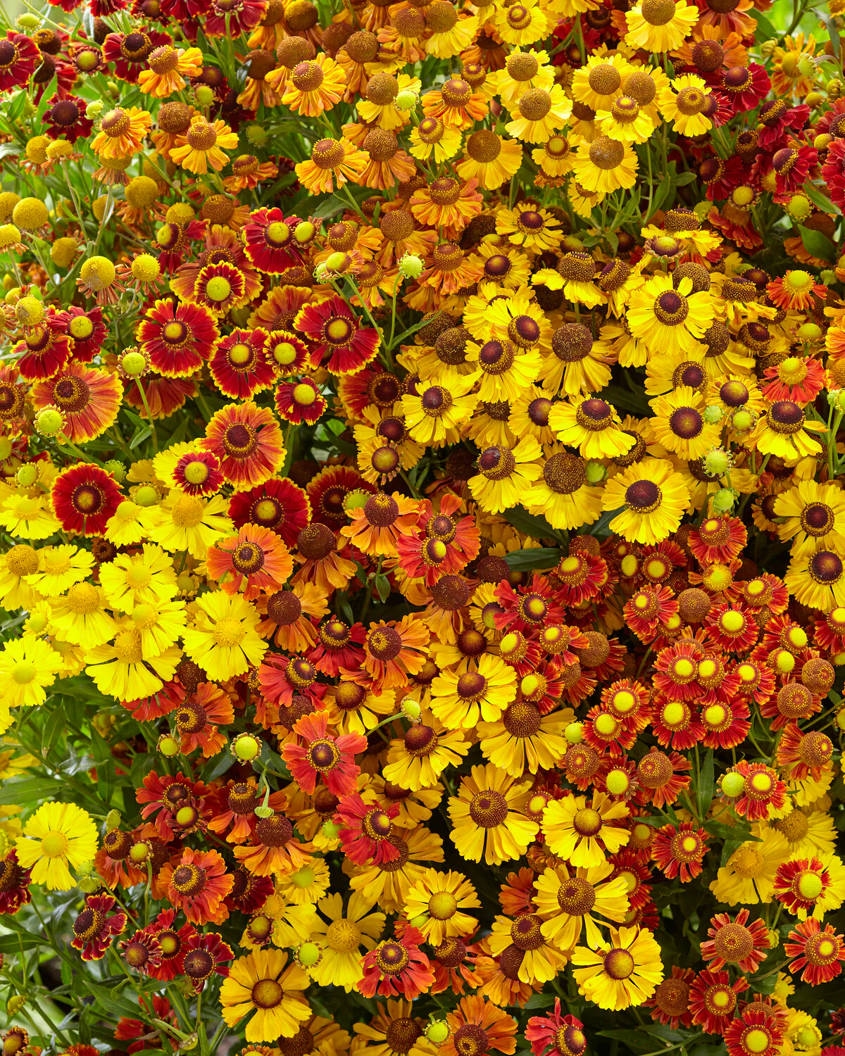 Helenium collection 'Paella' - Image 3