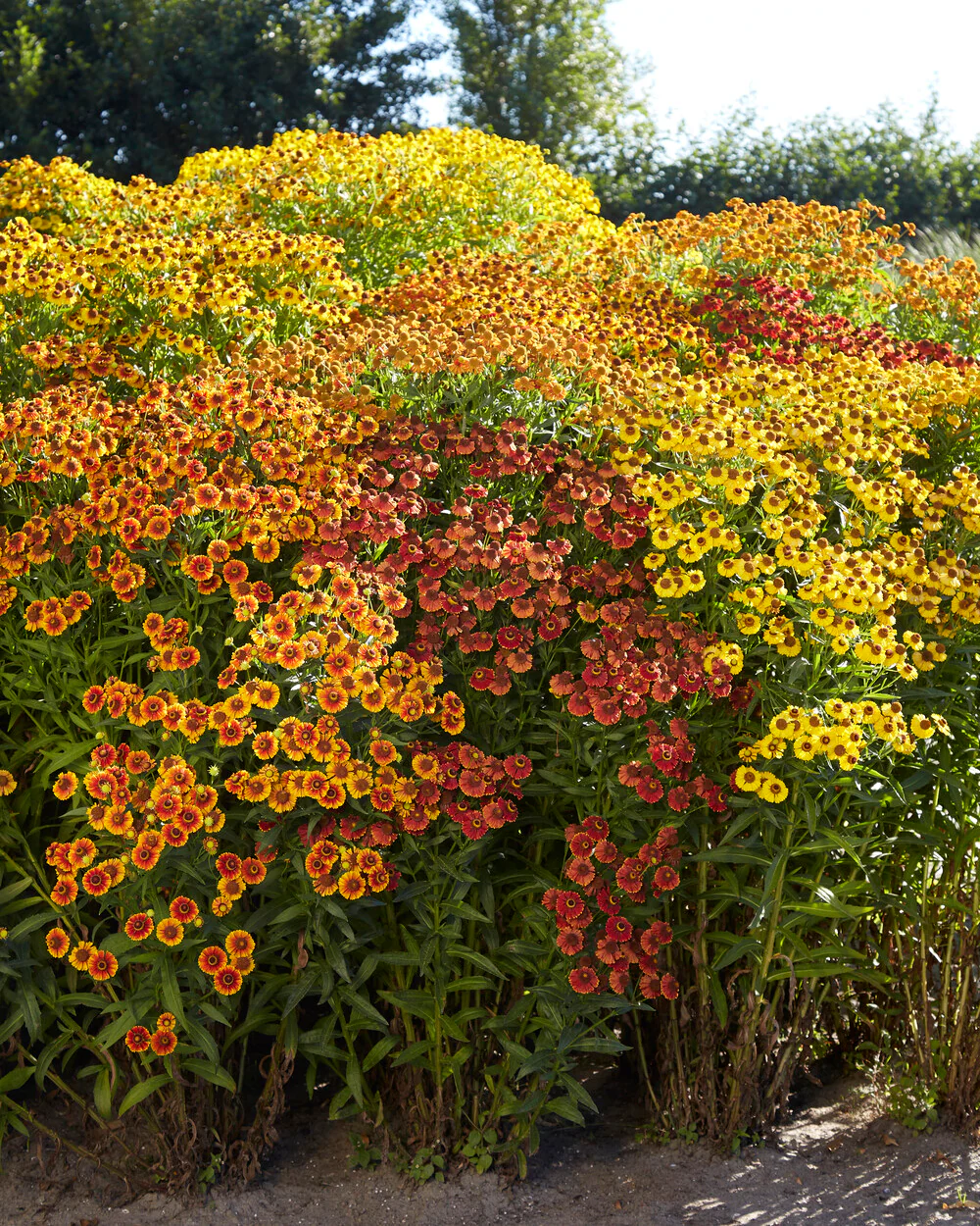 Helenium collection 'Paella' - Image 6