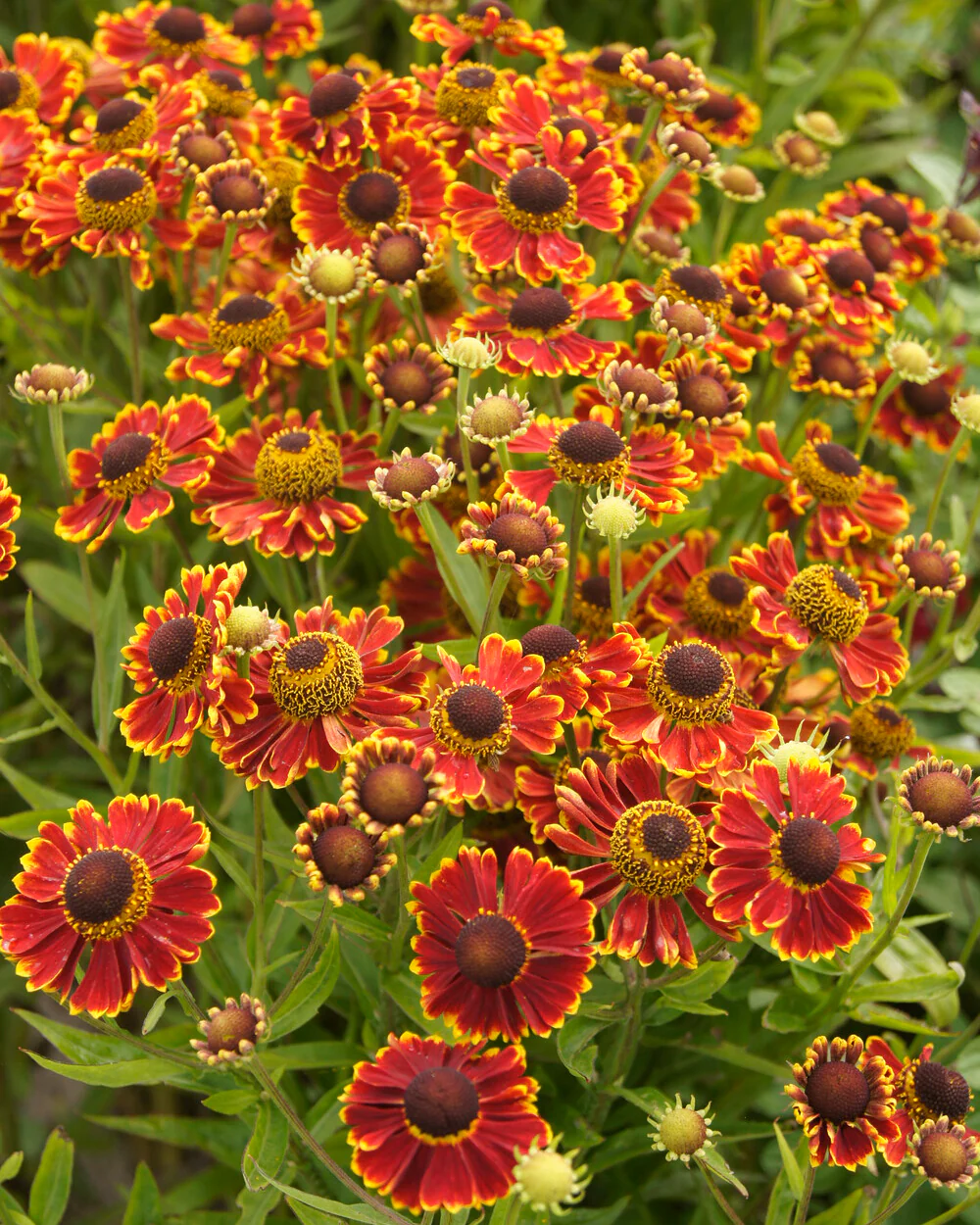 Helenium 'Ranchera' - Image 2