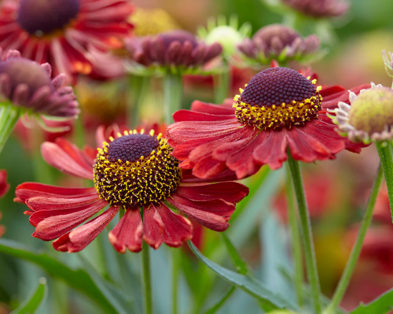 Helenium 'Siesta' - Image 5