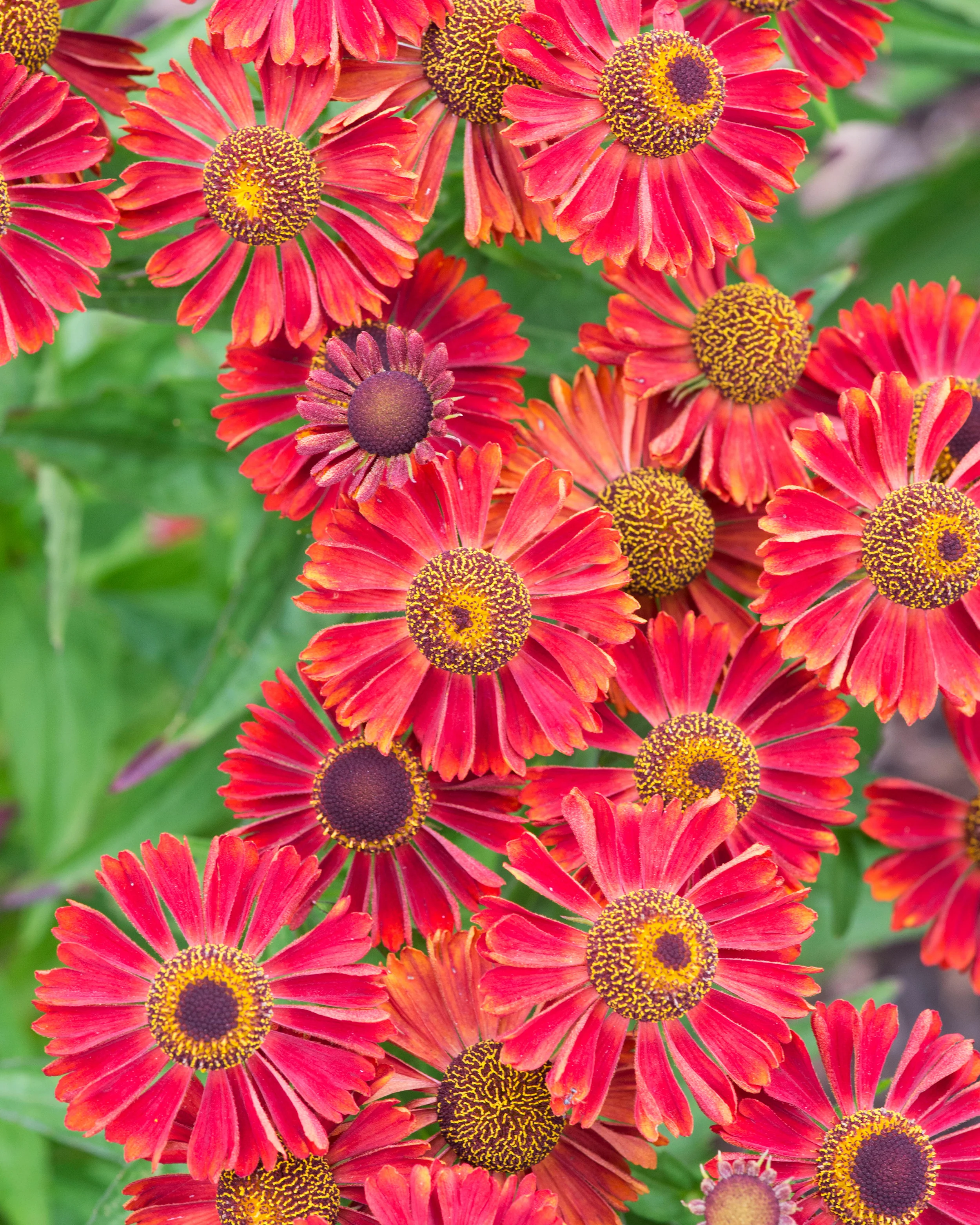 Helenium 'Siesta' - Image 6