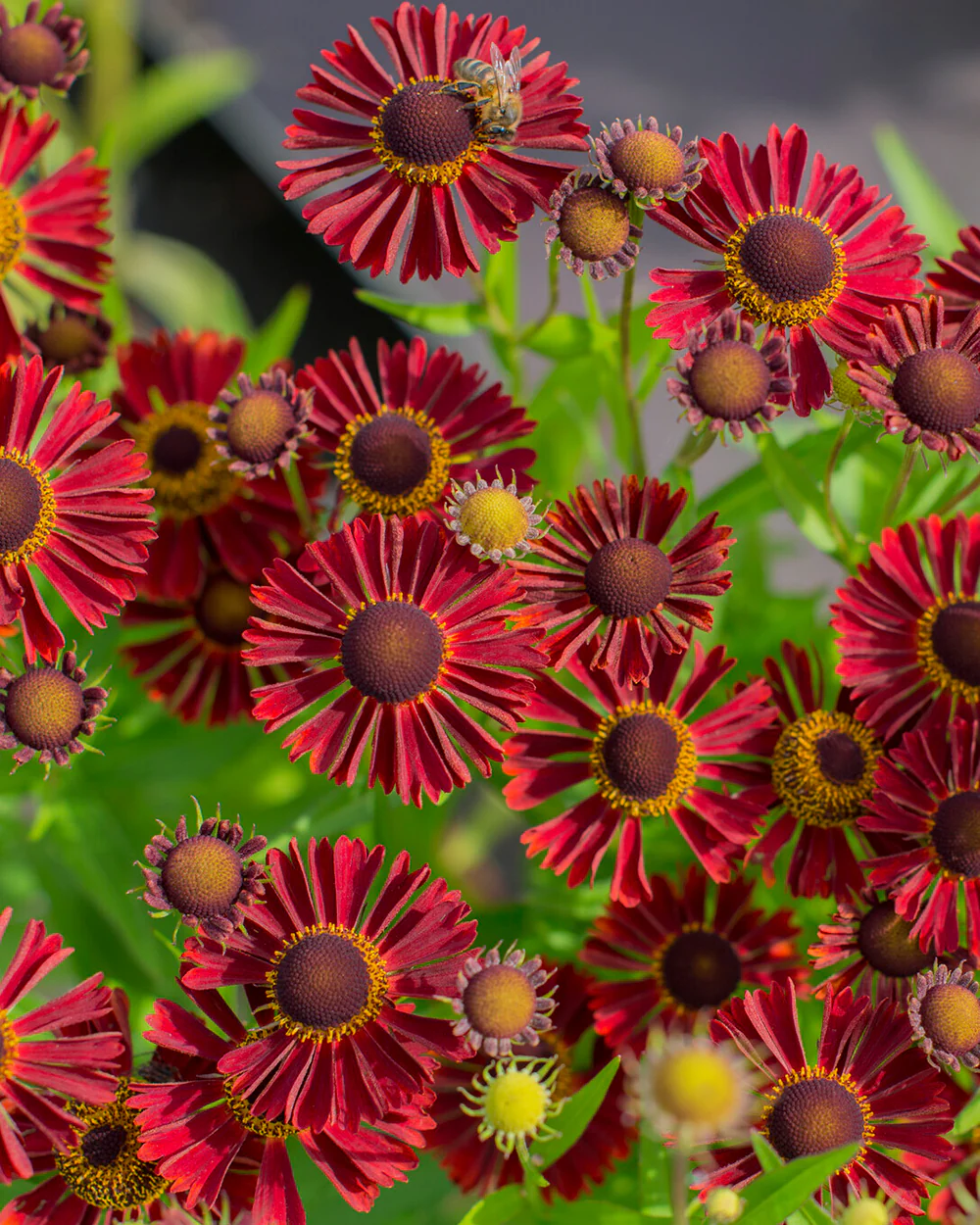 Helenium 'Siesta' - Image 7