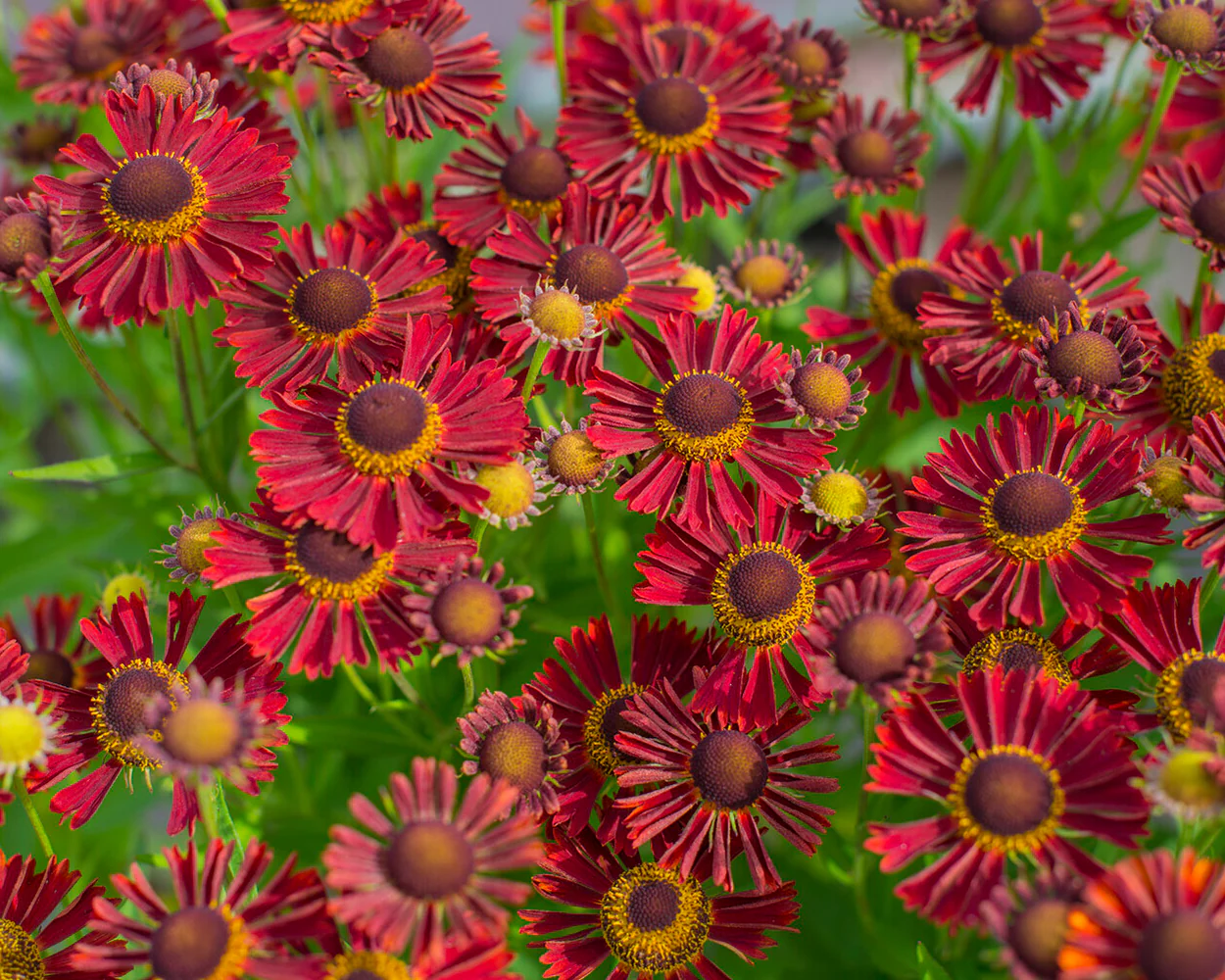 Helenium 'Siesta' - Image 8