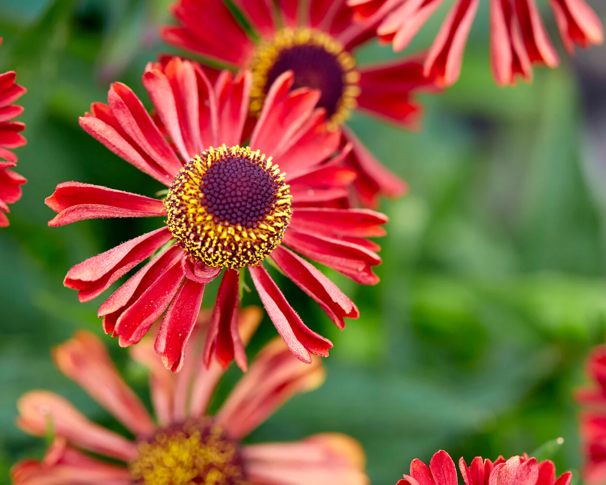 Helenium 'Siesta' - Image 9