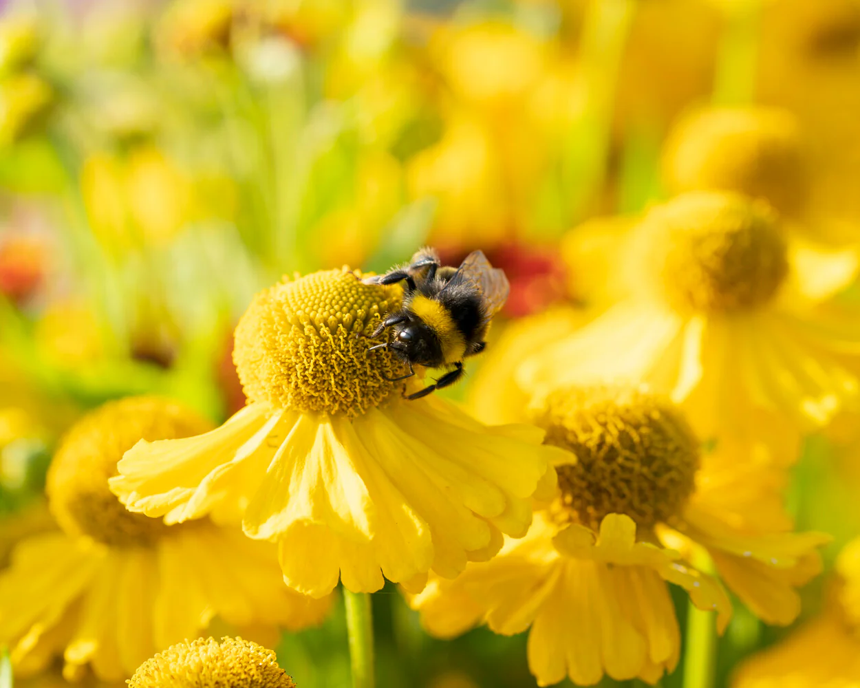 Helenium 'Sombrero' - Image 2