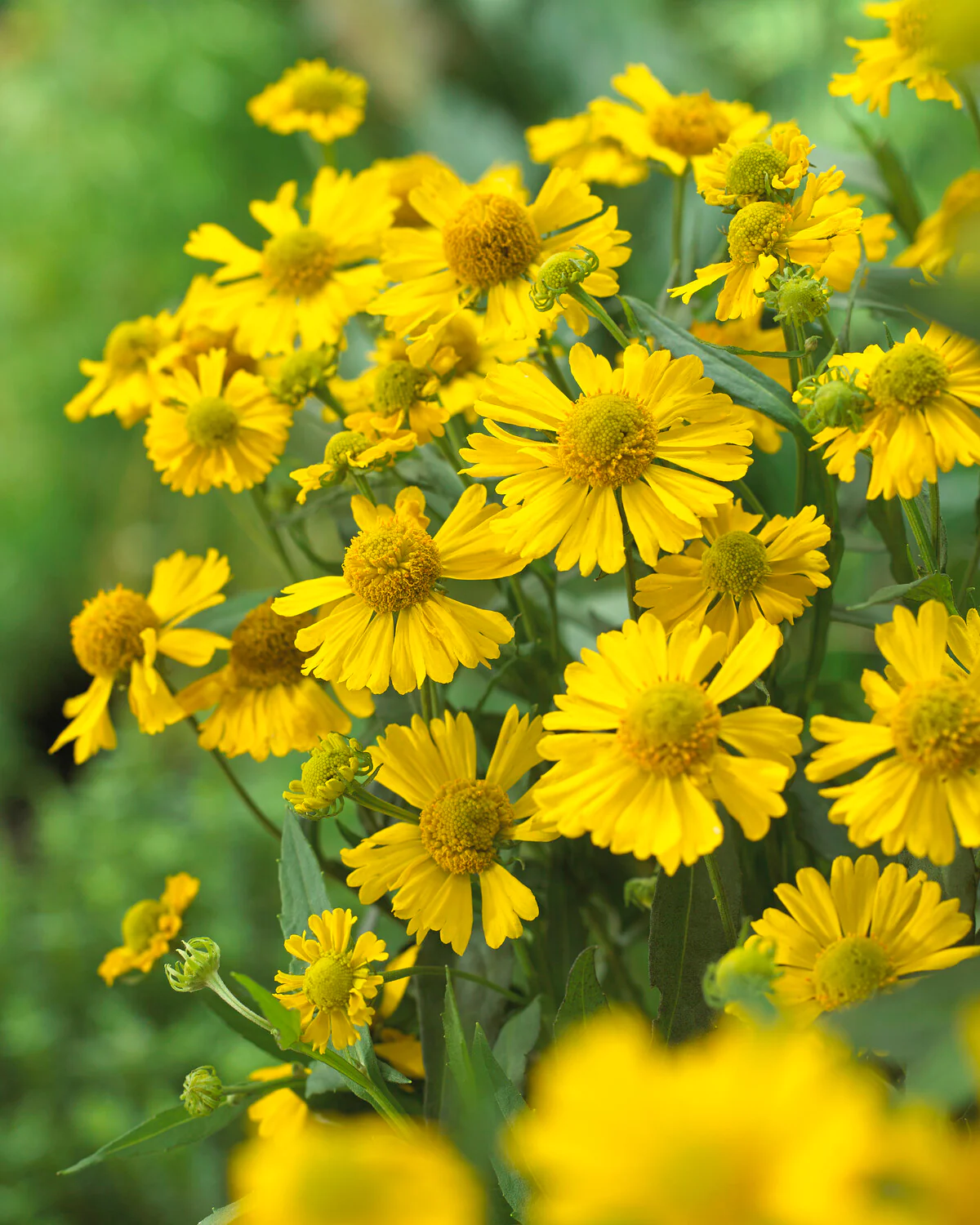 Helenium 'Sombrero' - Image 3