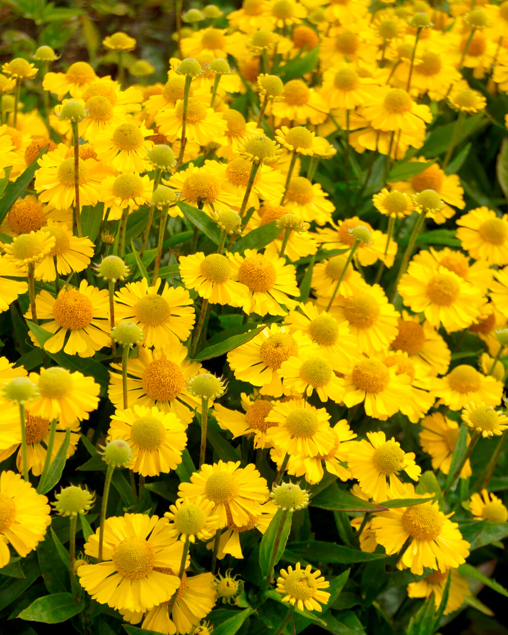 Helenium 'Sombrero' - Image 4