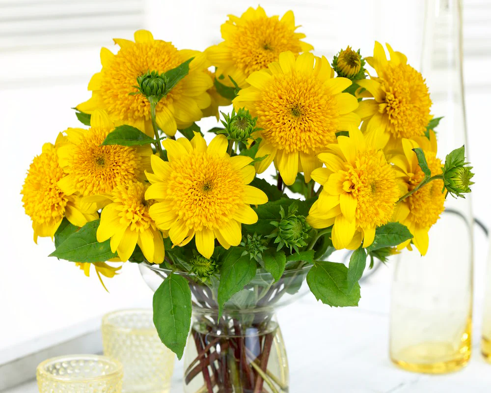 Helianthus 'Happy Days' - Image 4