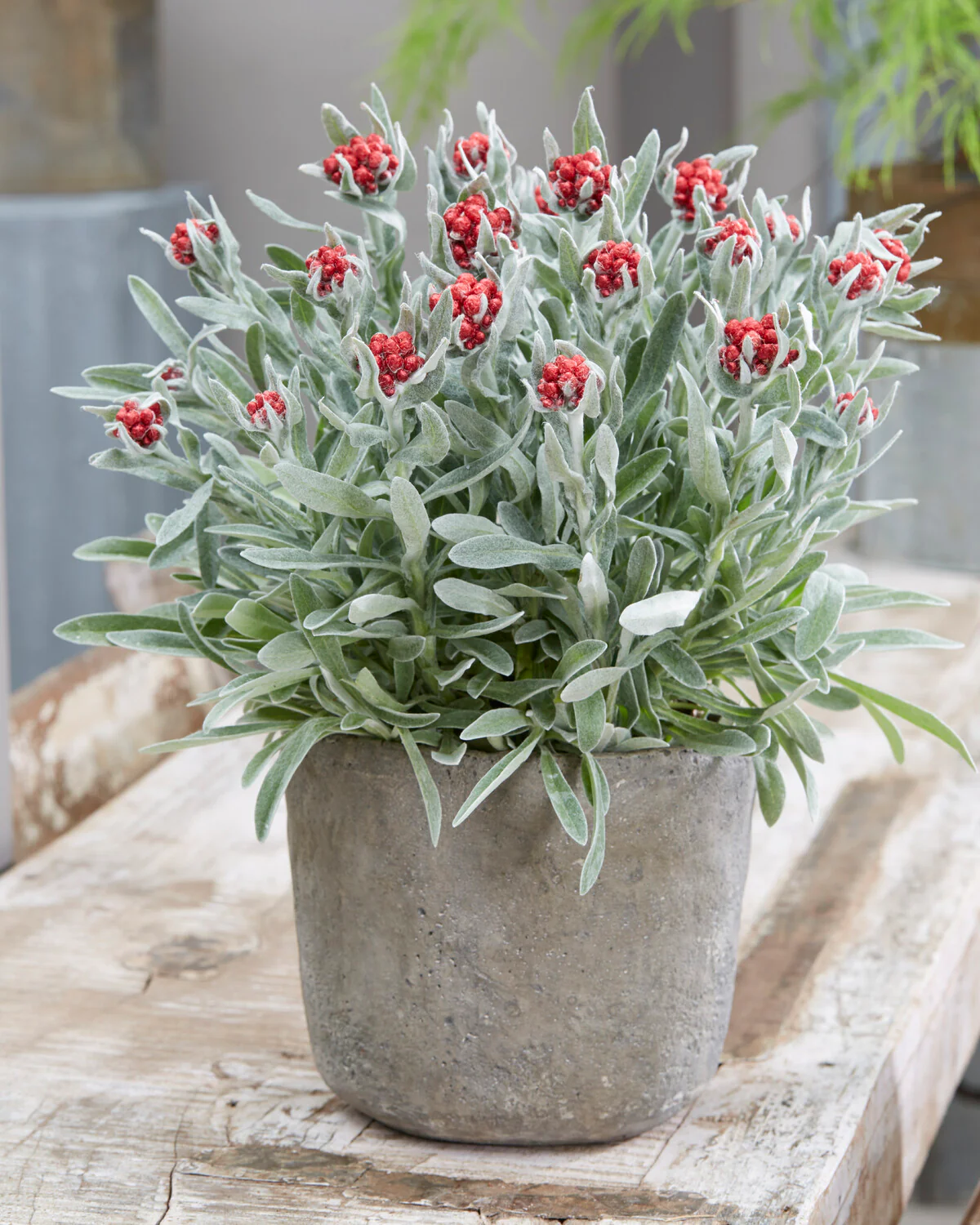 Helichrysum 'Red Jewel' - Image 3