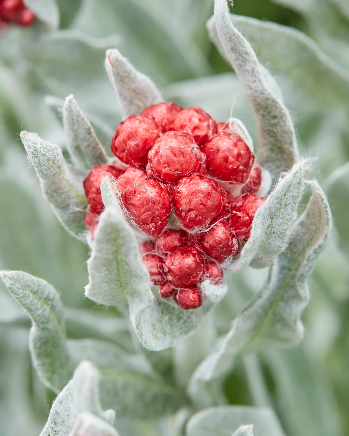 Helichrysum 'Red Jewel' - Image 4