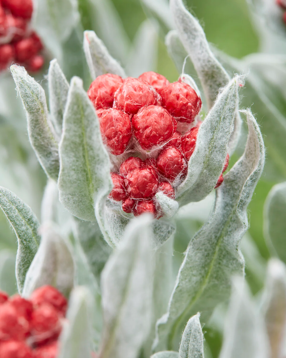 Helichrysum 'Red Jewel' - Image 7