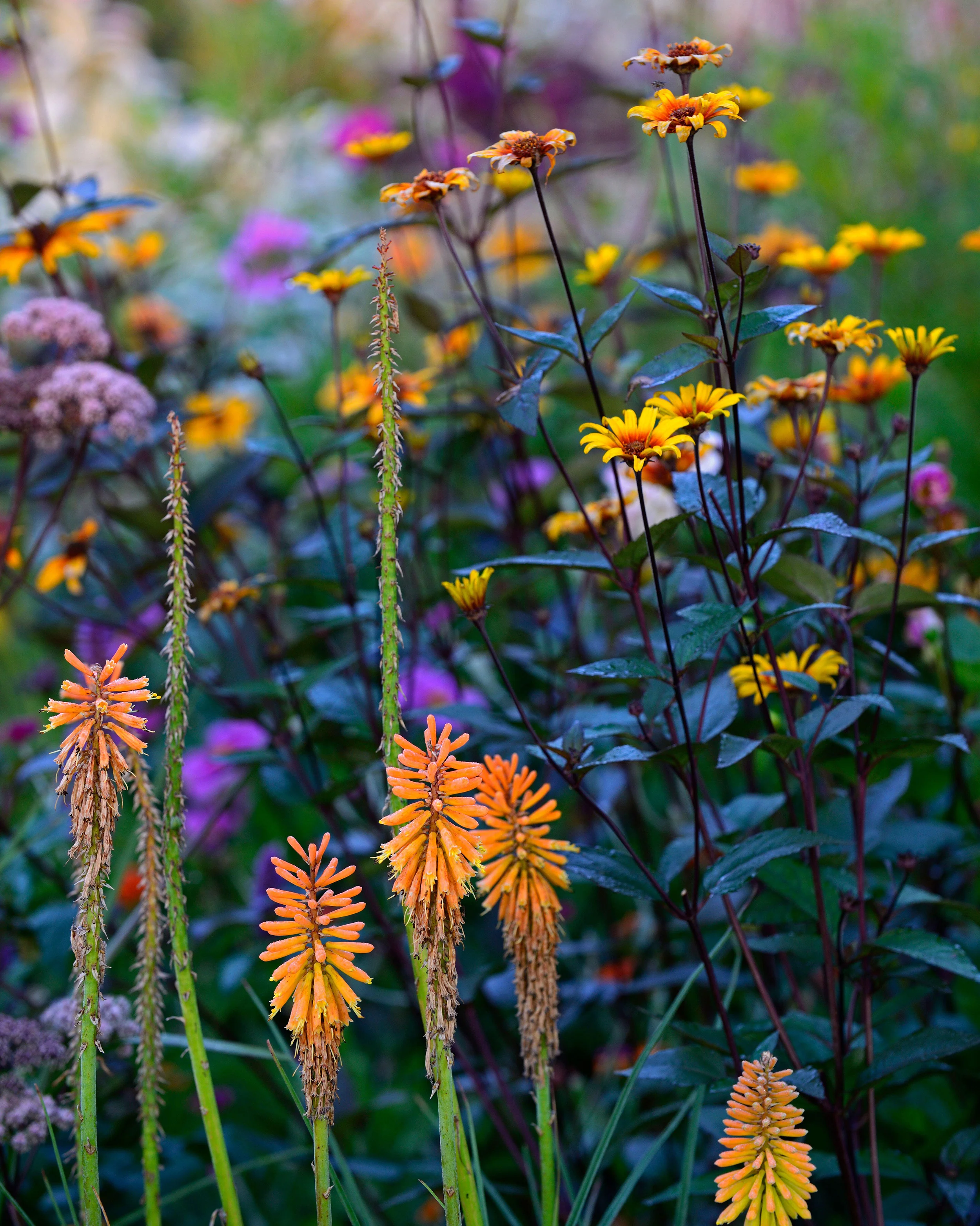 Heliopsis 'Burning Hearts' - Image 12