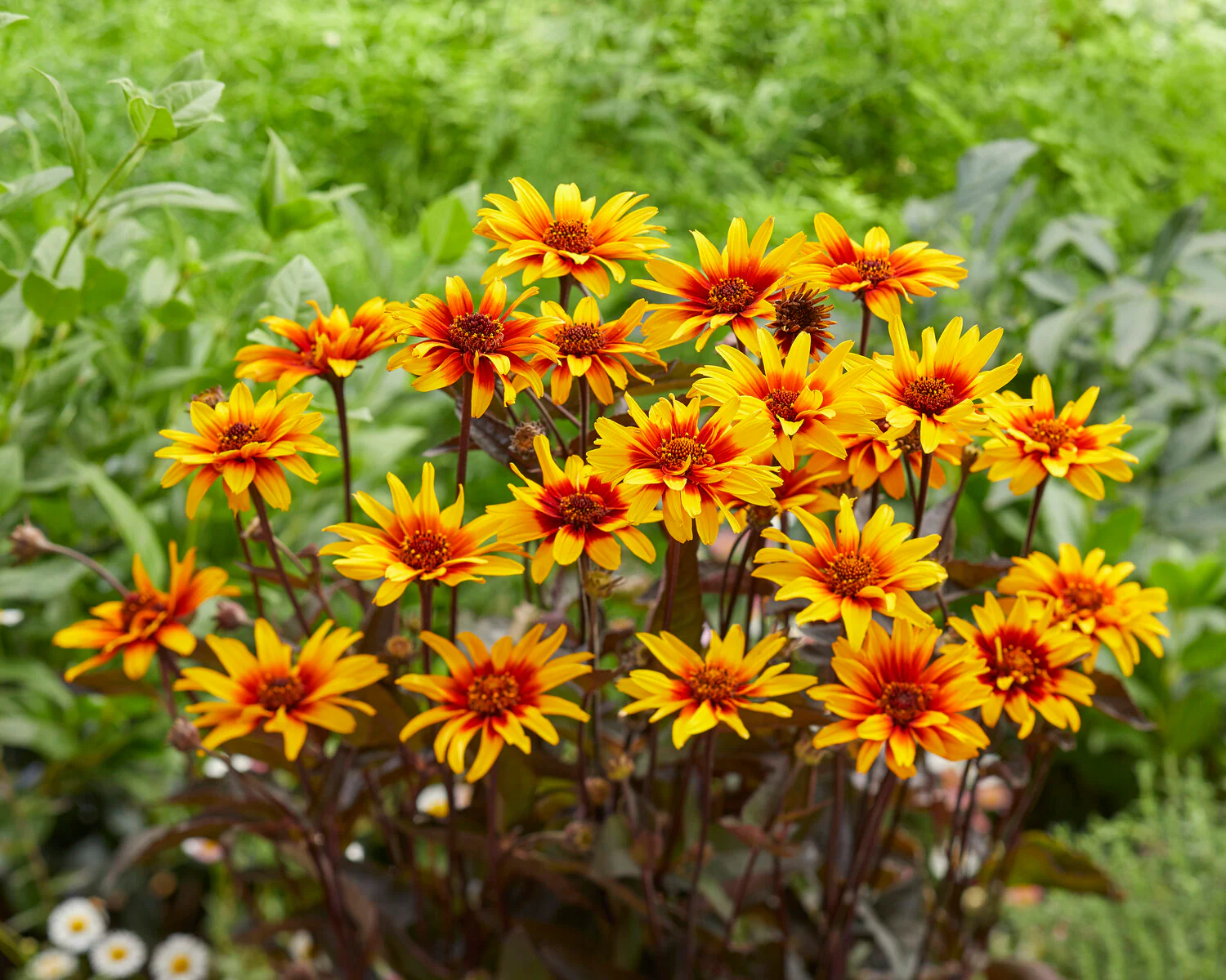 Heliopsis 'Burning Hearts' - Image 13