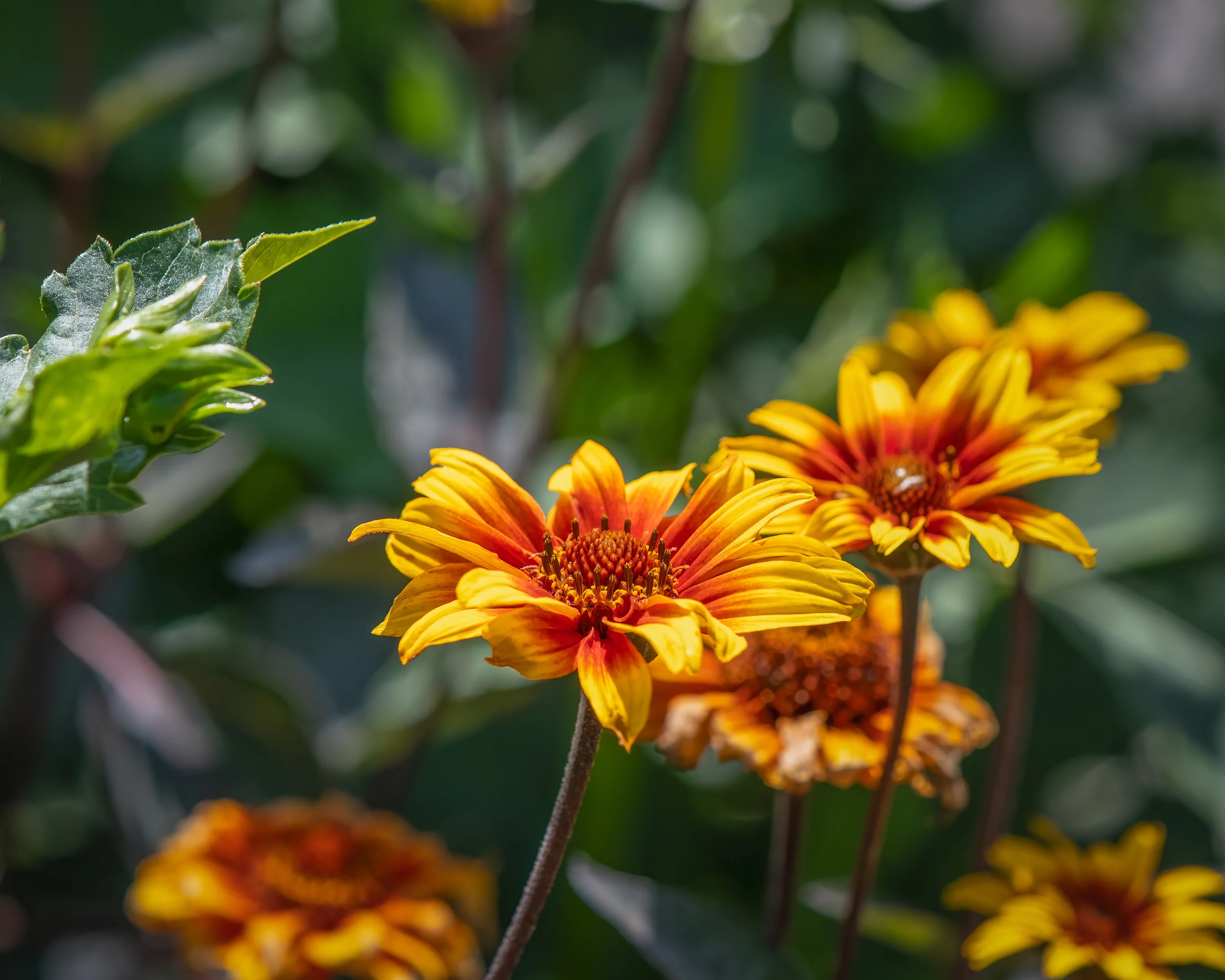 Heliopsis 'Burning Hearts' - Image 5