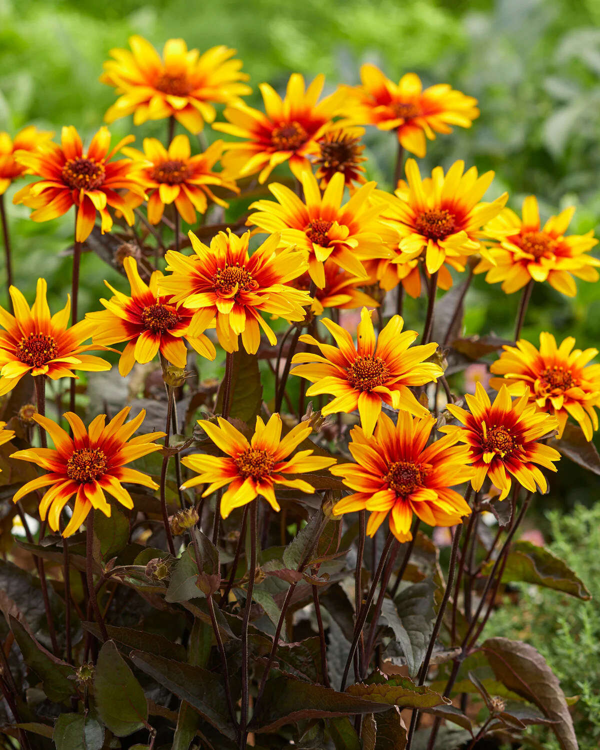 Heliopsis 'Burning Hearts' - Image 6