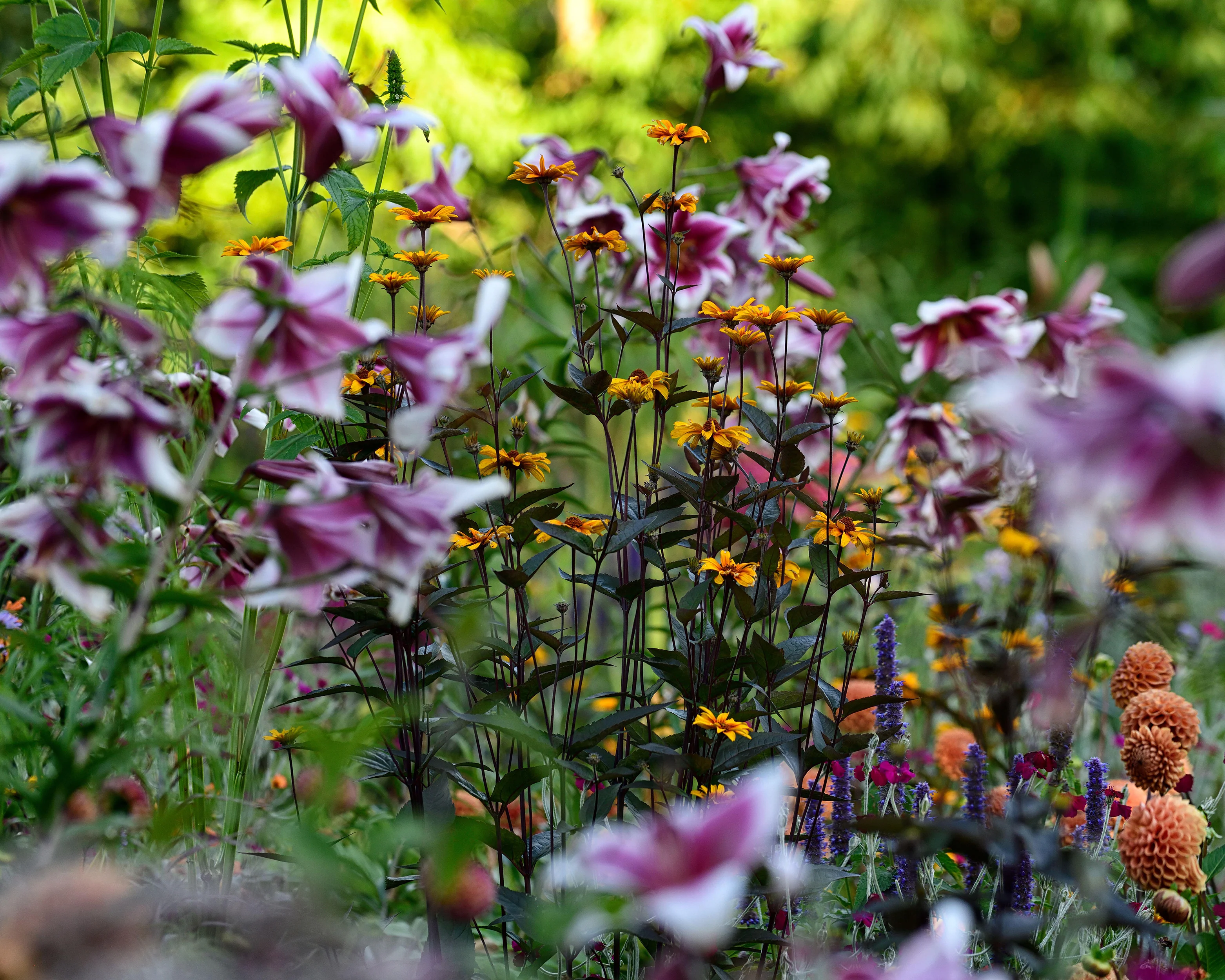 Heliopsis 'Burning Hearts' - Image 8
