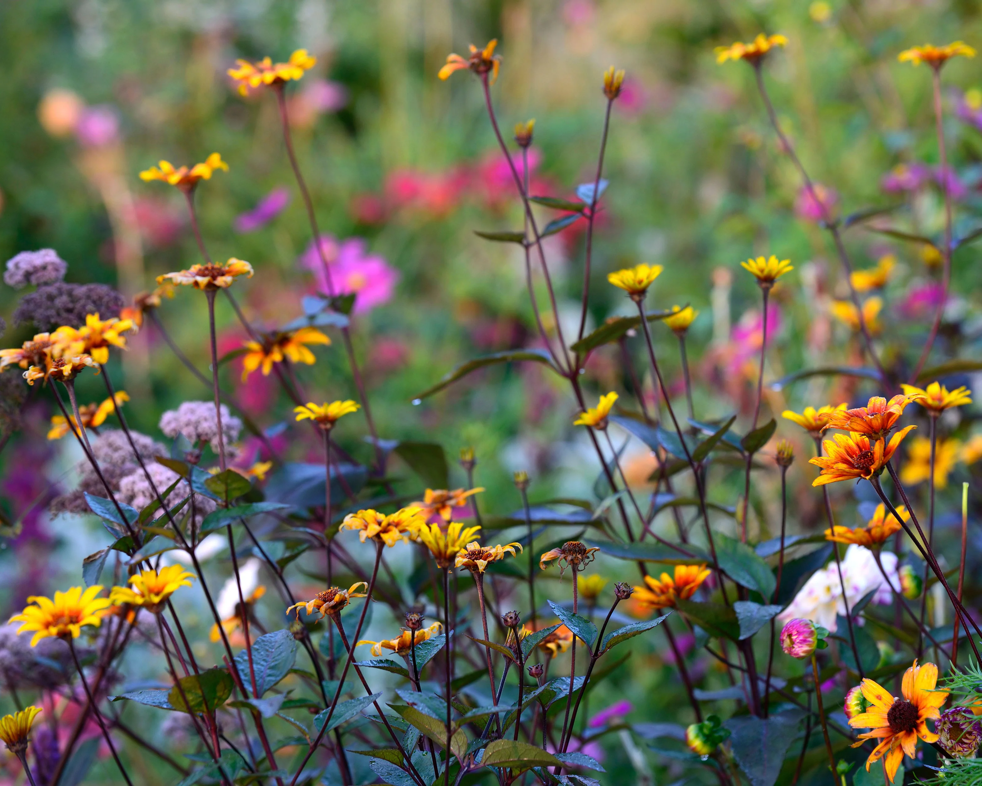 Heliopsis 'Burning Hearts' - Image 9