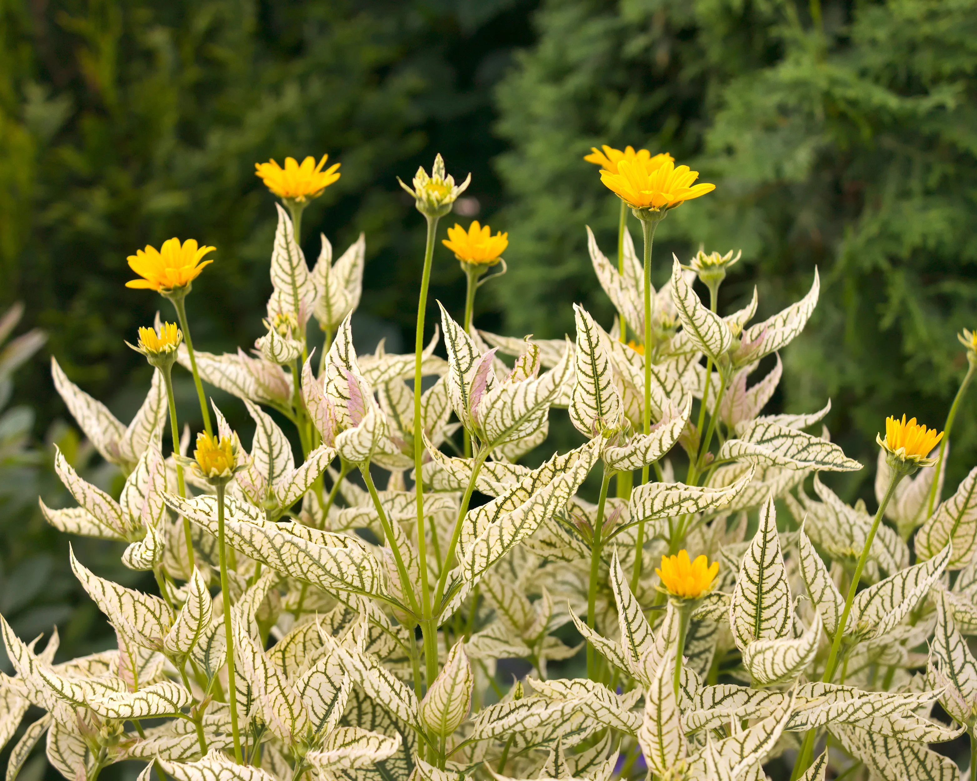 Heliopsis 'Loraine Sunshine' - Image 2