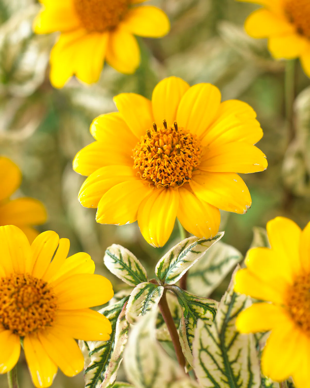 Heliopsis 'Loraine Sunshine' - Image 3