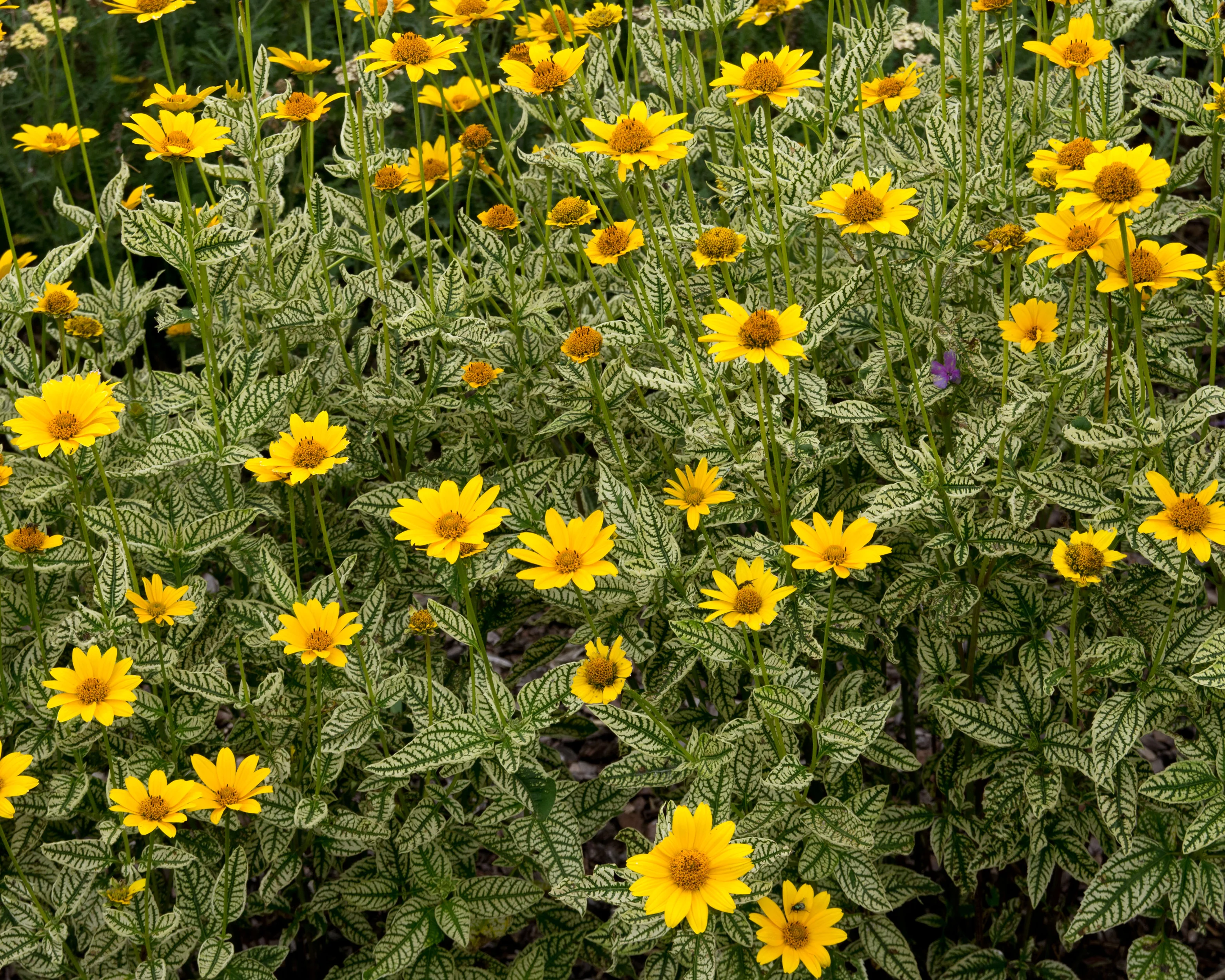 Heliopsis 'Loraine Sunshine' - Image 6