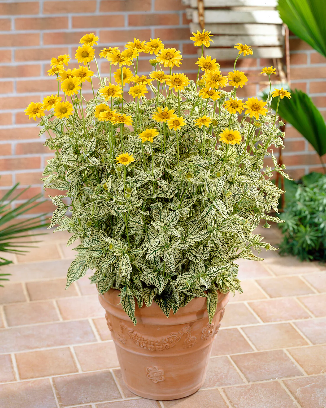 Heliopsis 'Loraine Sunshine' - Image 8