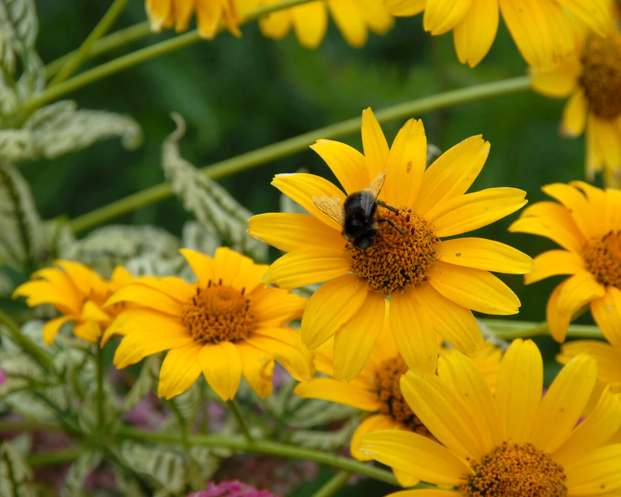 Heliopsis 'Loraine Sunshine' - Image 9