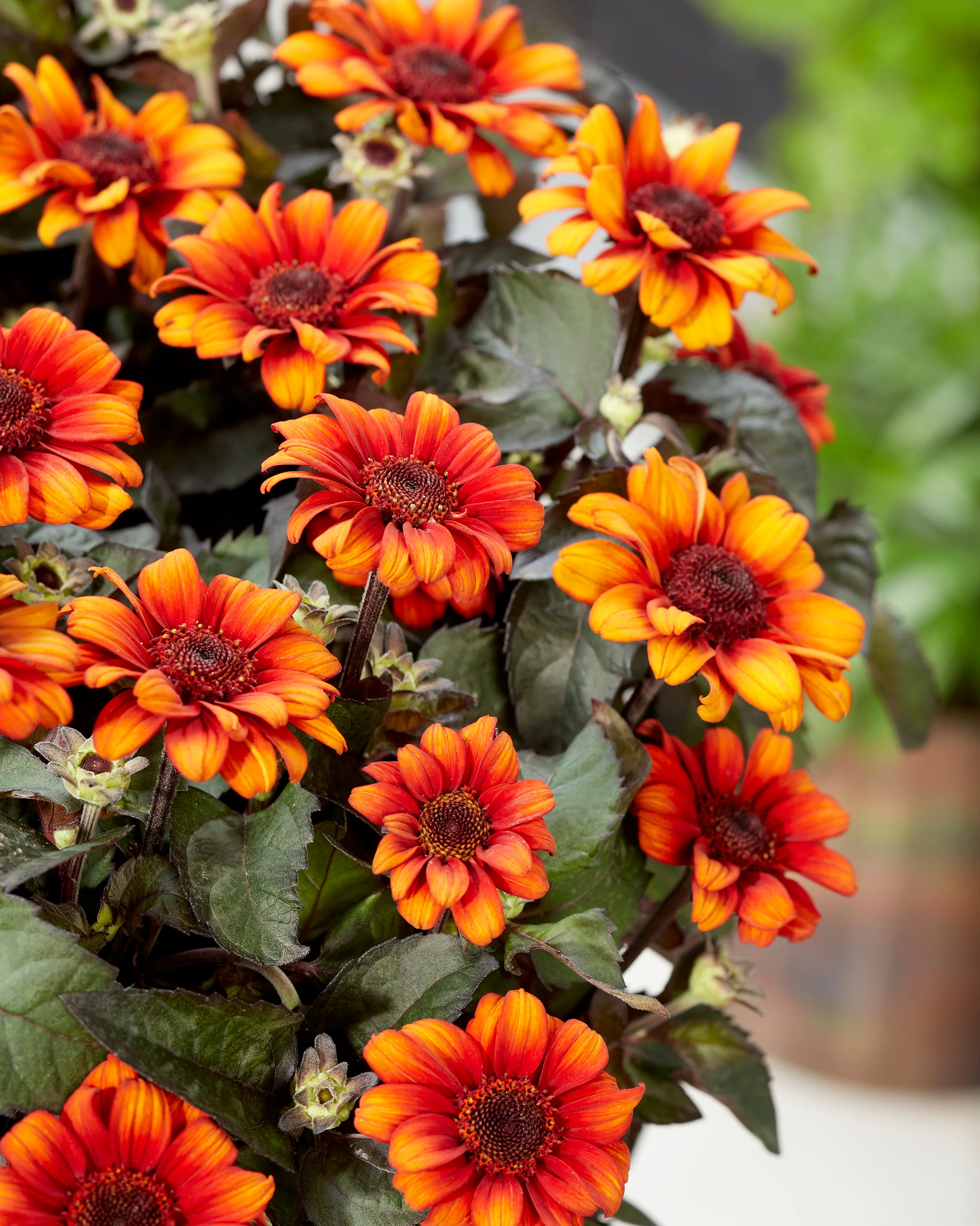 Heliopsis 'Luna Roja' - Image 2
