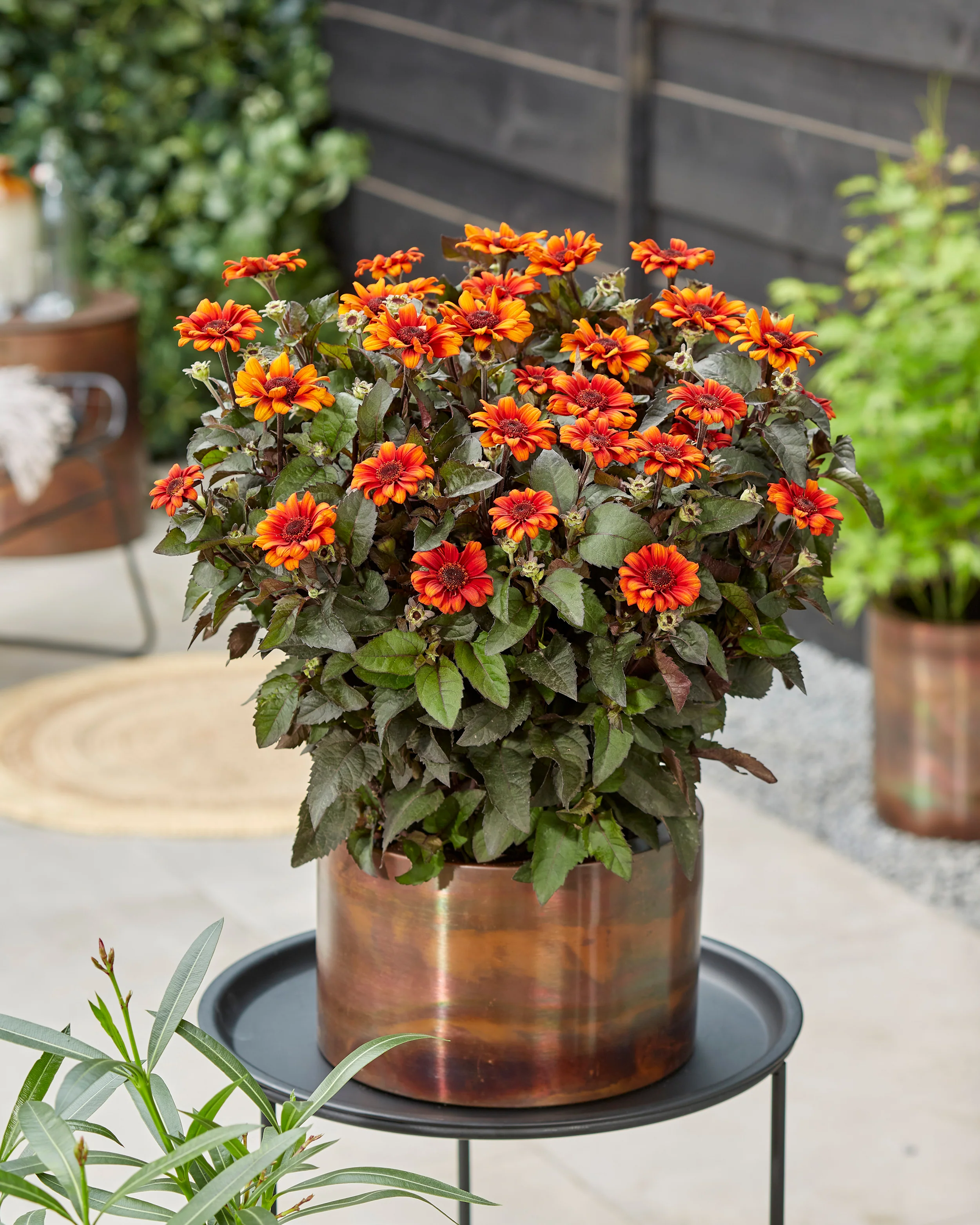 Heliopsis 'Luna Roja' - Image 3