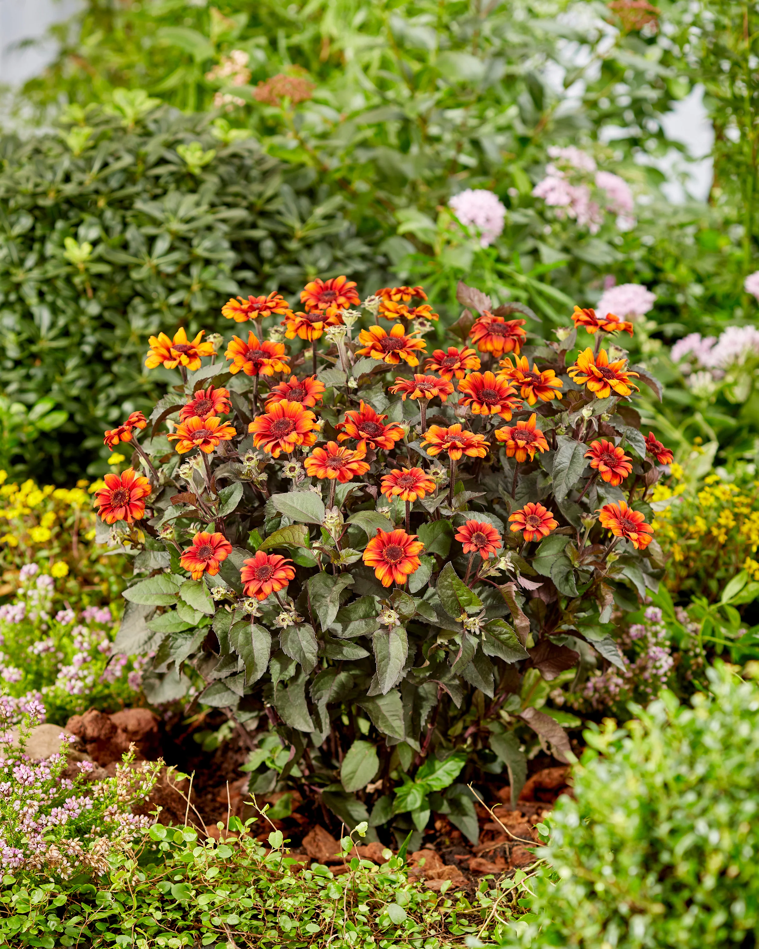 Heliopsis 'Luna Roja' - Image 4