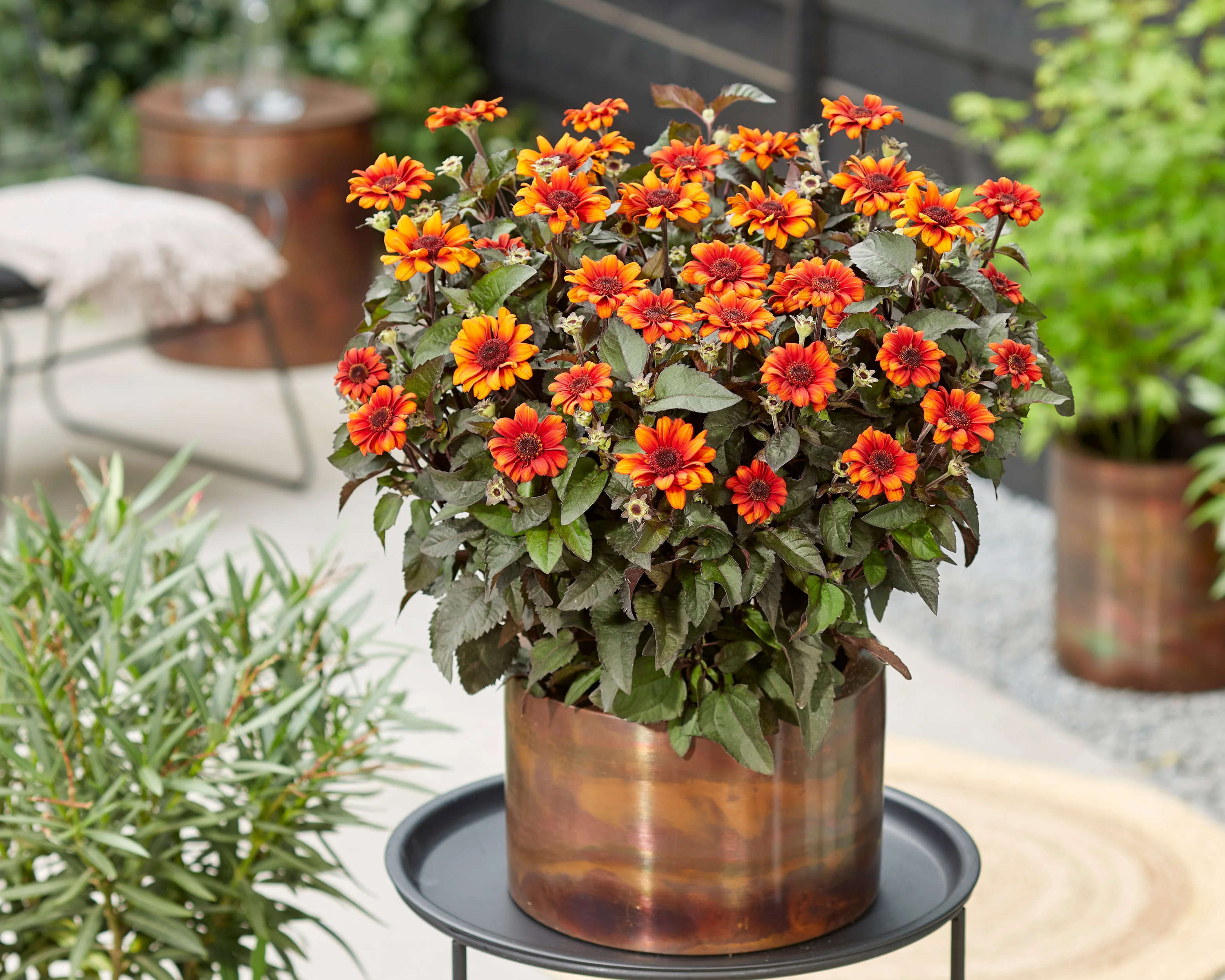 Heliopsis 'Luna Roja' - Image 6
