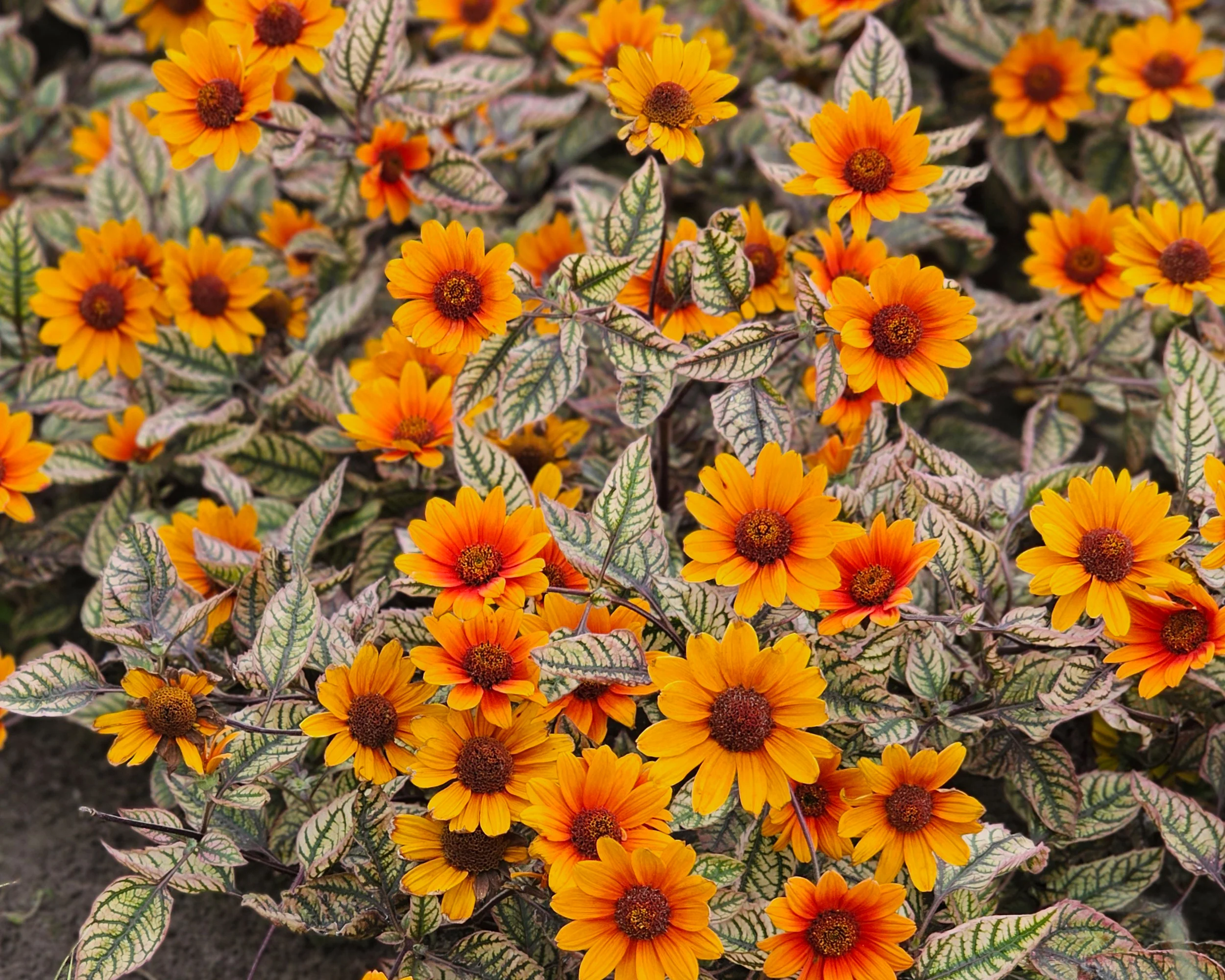 Heliopsis 'Orange Marble' - Image 3