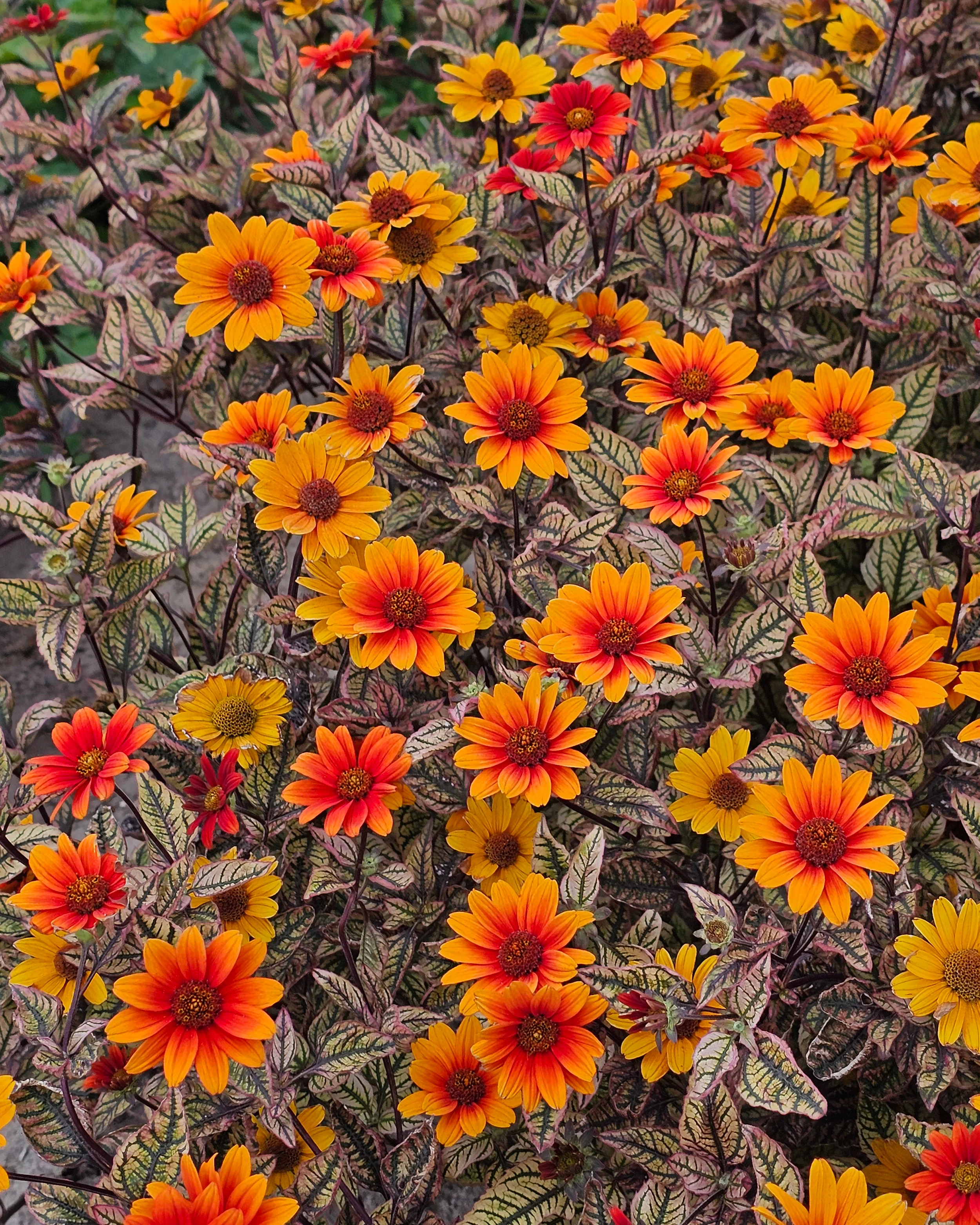 Heliopsis 'Orange Marble' - Image 4