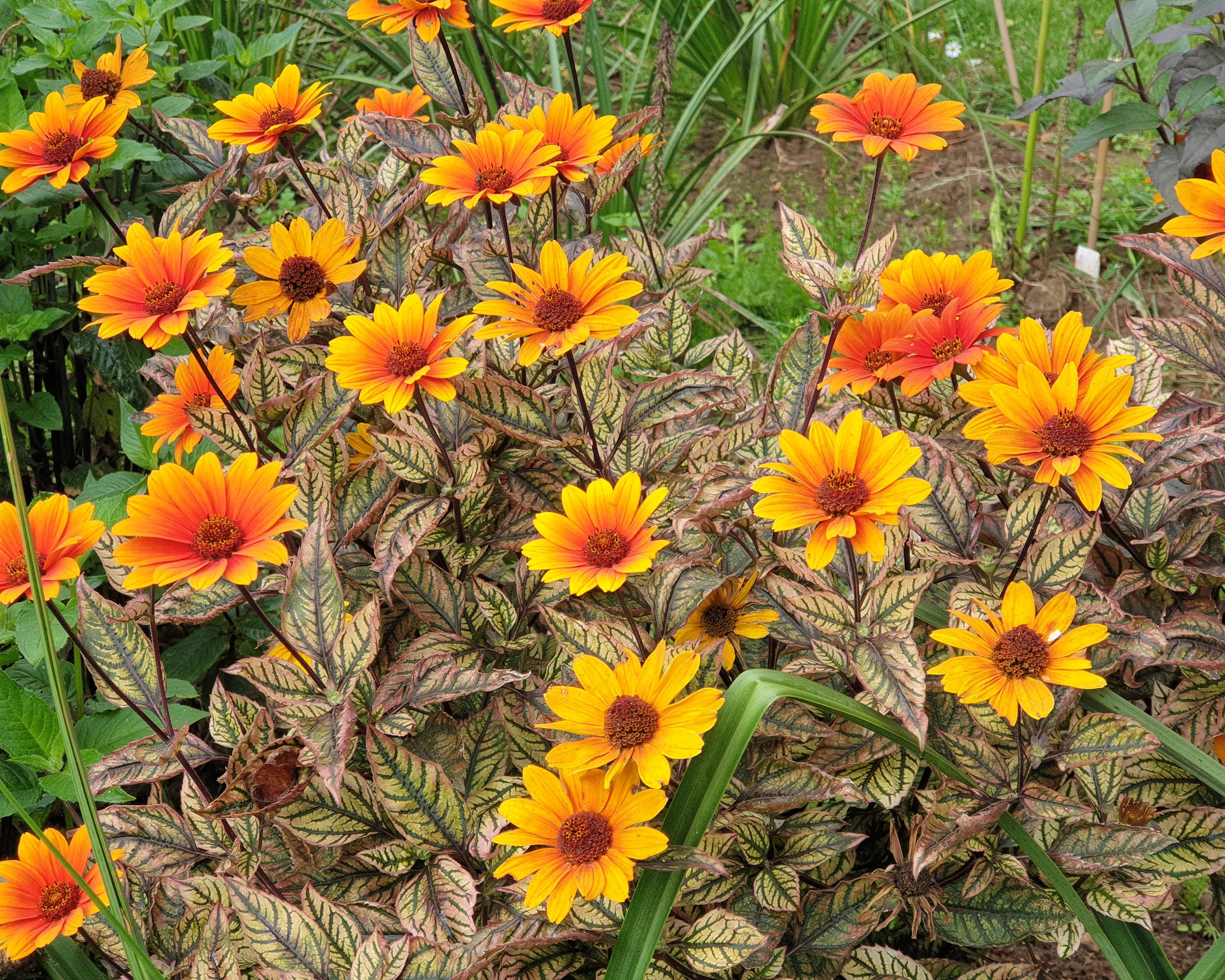Heliopsis 'Orange Marble' - Image 7