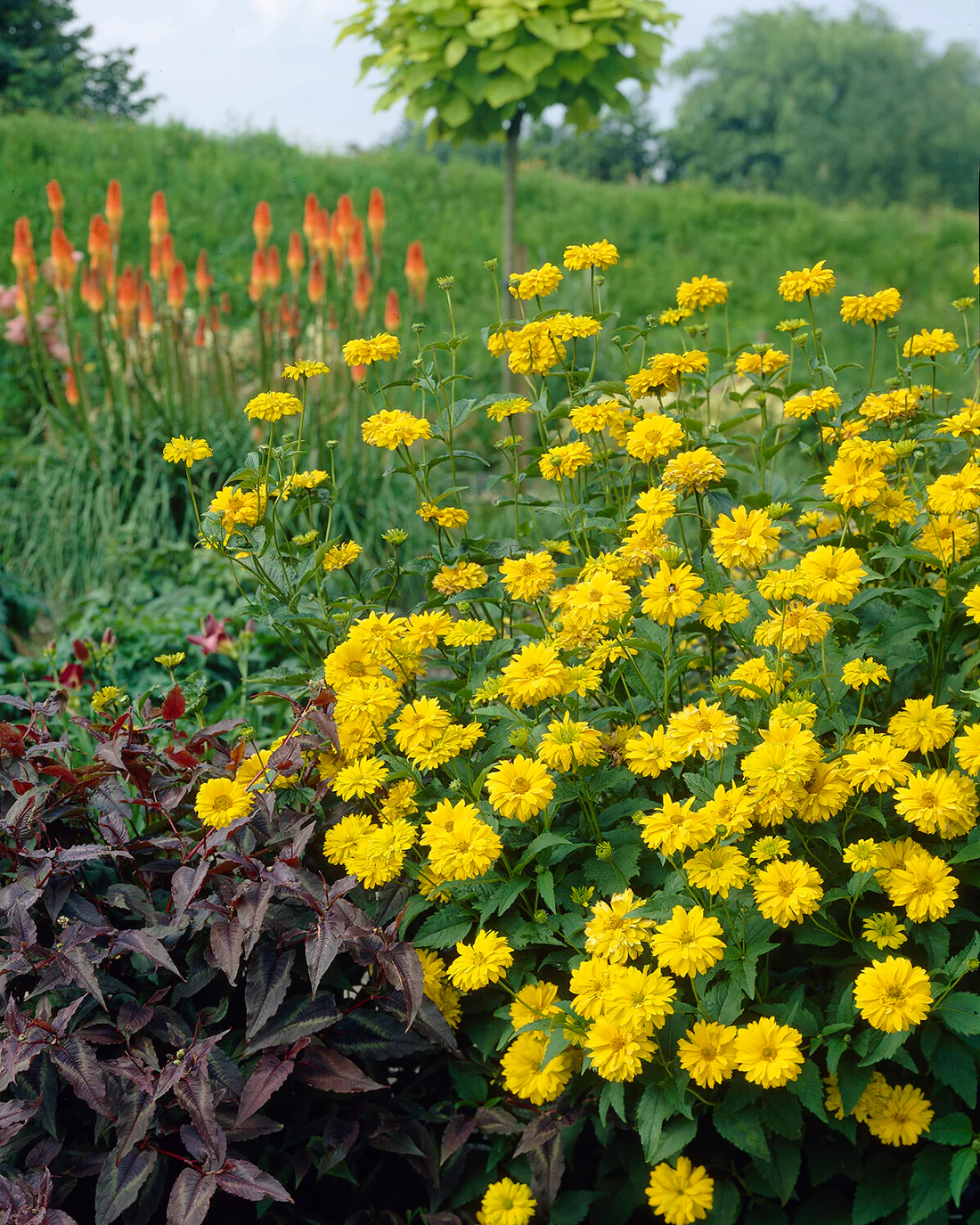Heliopsis scabra - Image 2