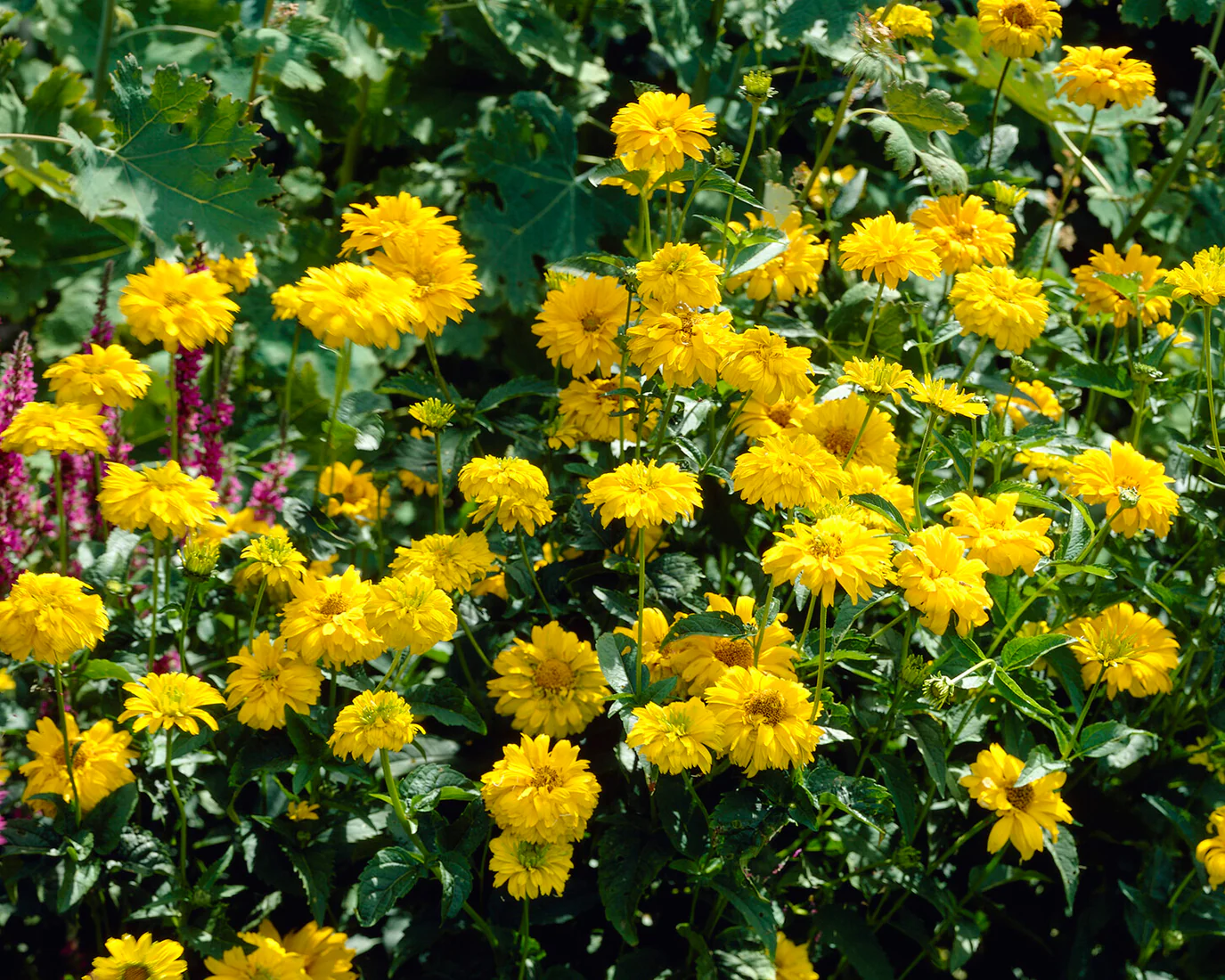 Heliopsis scabra - Image 3